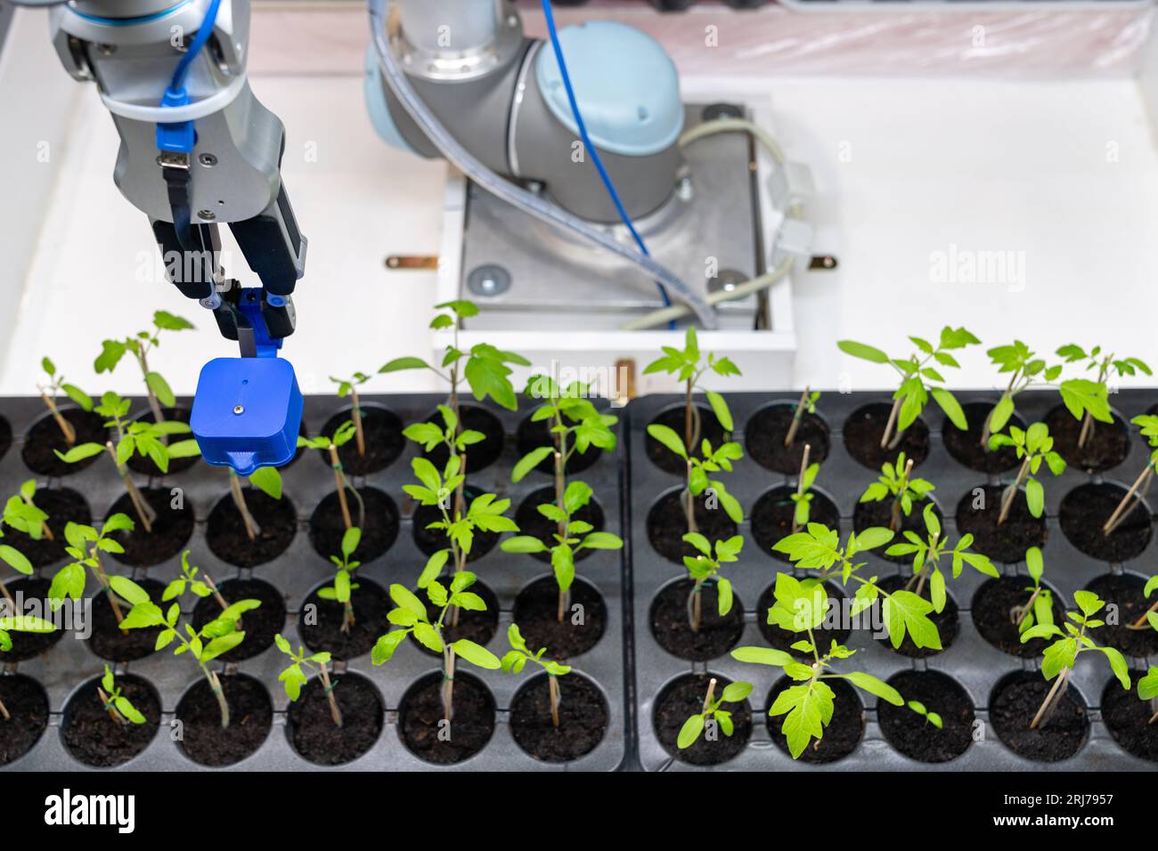 Ein Roboter in einem Gewächshaus bewertet die Qualität von Tomatensämlingen mithilfe eines Sensors. Intelligentes Landwirtschaftskonzept... Stockfoto