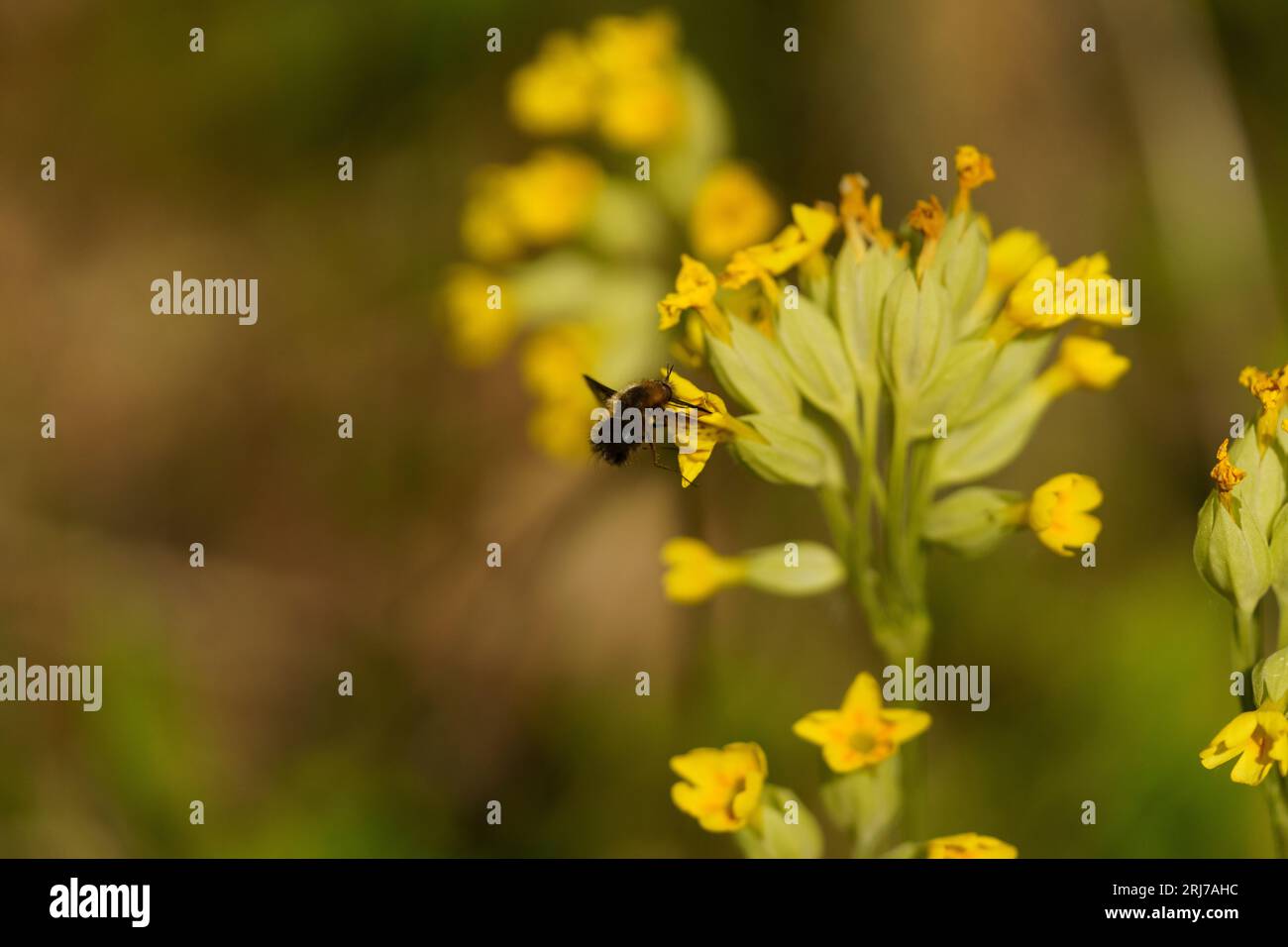 Bombylius verfärbt Familie Bombyliidae Gattung Bombylius fliegen wilde Natur Insektentapete Stockfoto