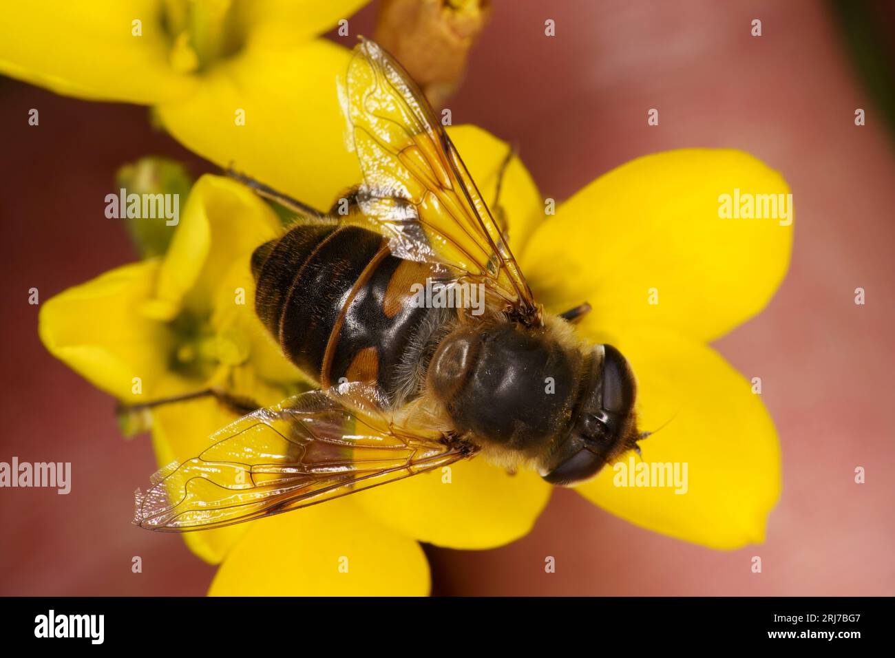 Eristalis tenax Familie Syrphidae Gattung Eristalis gewöhnliche Drohnenfliege Schwebefliegerin wilde Natur Insektentapete Stockfoto