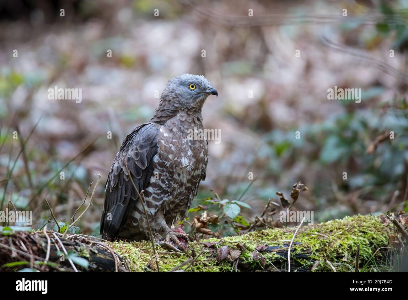 Wespenbussard - Maennchen, Europäischer Honigbussard - männlich, Pernis apivorus Stockfoto