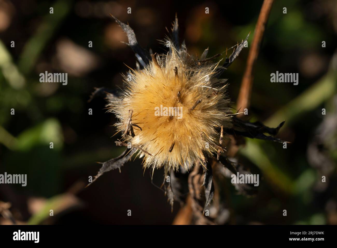 Wilde Herbstblumen - Foto für Wohn- oder Küchendekoration Stockfoto