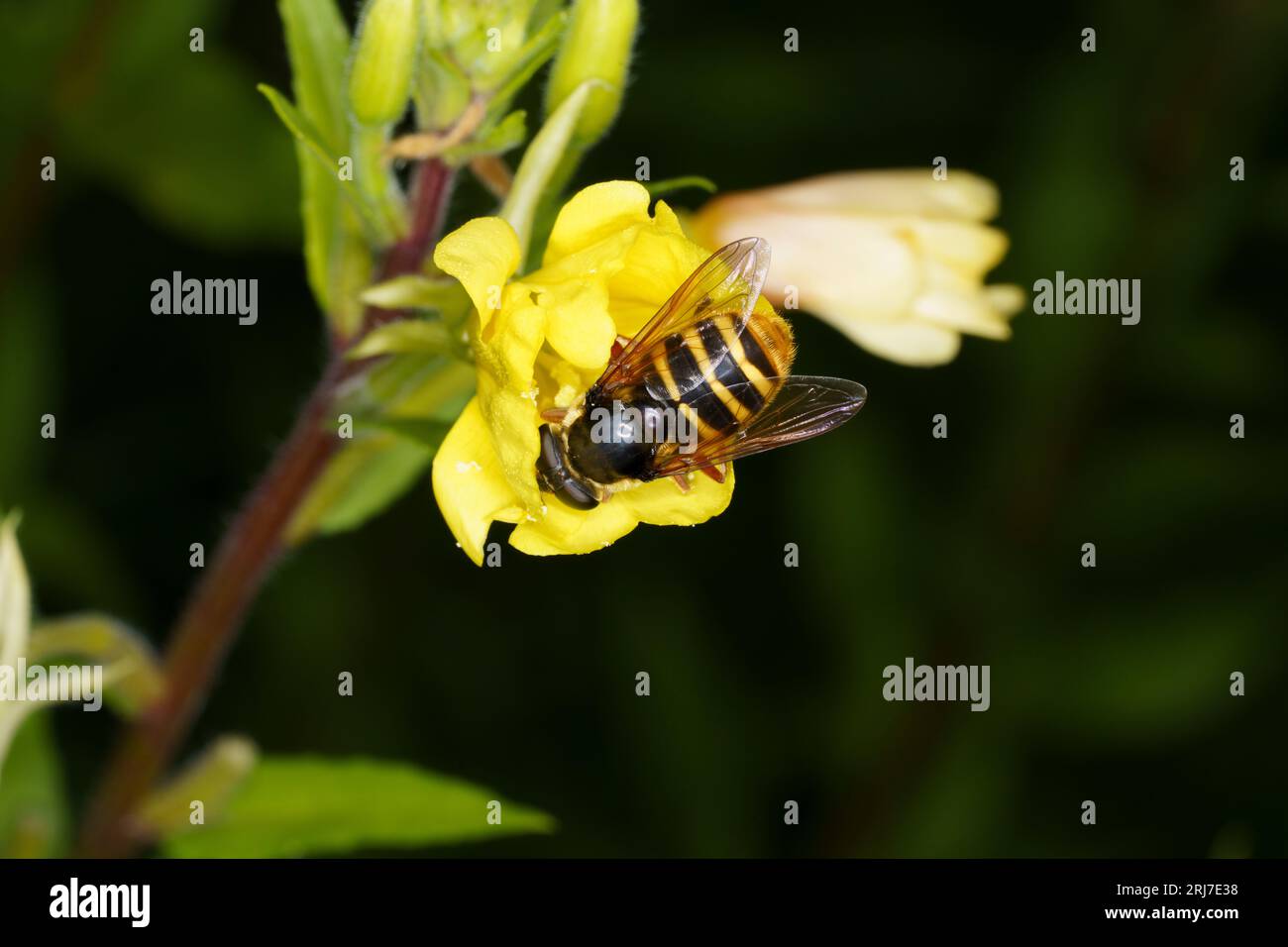 Sericomyia silentis Familie Syrphidae Gattung Sericomyia Gelbbarter Torf Hoverfly wilde Natur Insektentapete Stockfoto