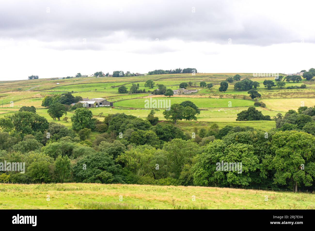 Ackerland (Pennines) in Healeyfield bei Consett, County Durham, England, Vereinigtes Königreich Stockfoto