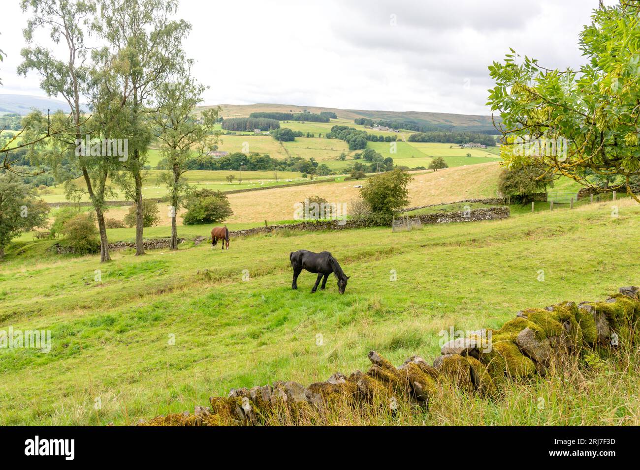 Pferde im Feld (Pennines) in der Nähe von Stanhope, County Durham, England, Vereinigtes Königreich Stockfoto