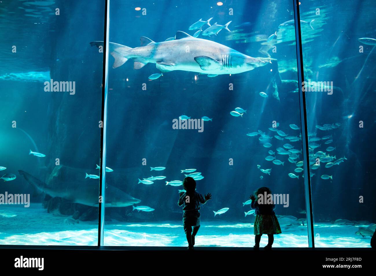 Silhouetten von Kindern im Cape Town Two Oceans Aquarium in Südafrika, mit Fischen, Haien und Schildkröten im Hintergrund, Meereslebewesen Stockfoto