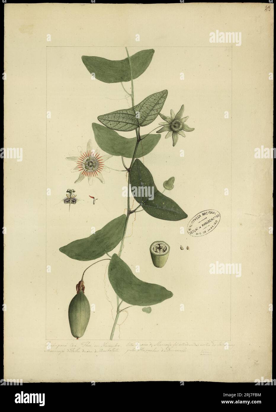 (Passiflora capsularis, L) 18. Jahrhundert von Joaquim José Codina Stockfoto