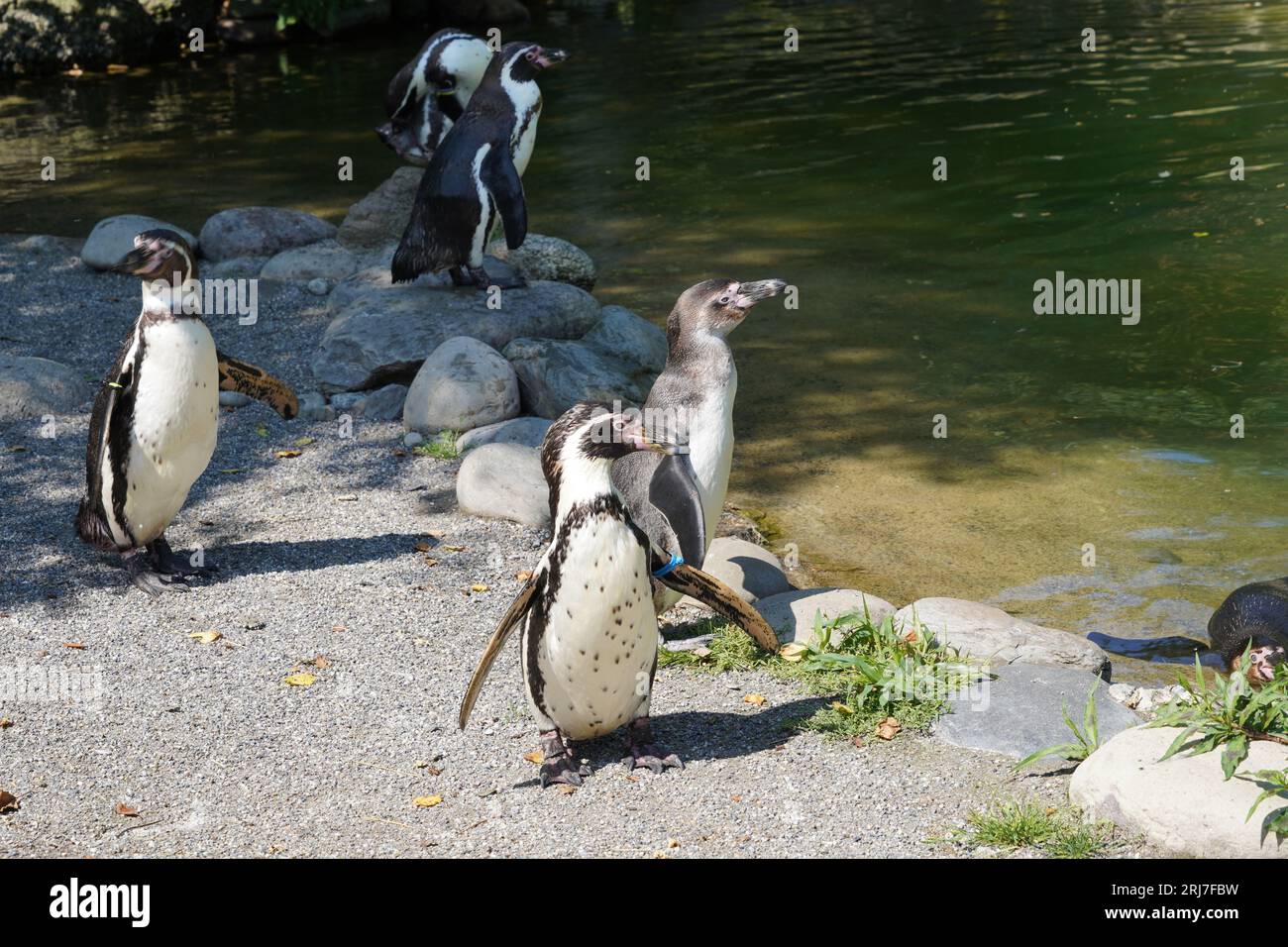 Eine Gruppe von Humboldt-Pinguinen, lateinisch spheniscus humboldti genannt, die am Seeufer stehen. Stockfoto