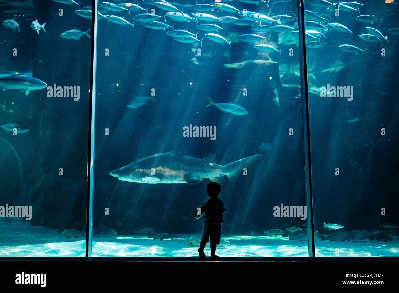 Silhouetten von Kindern im Cape Town Two Oceans Aquarium in Südafrika, mit Fischen, Haien und Schildkröten im Hintergrund, Meereslebewesen Stockfoto