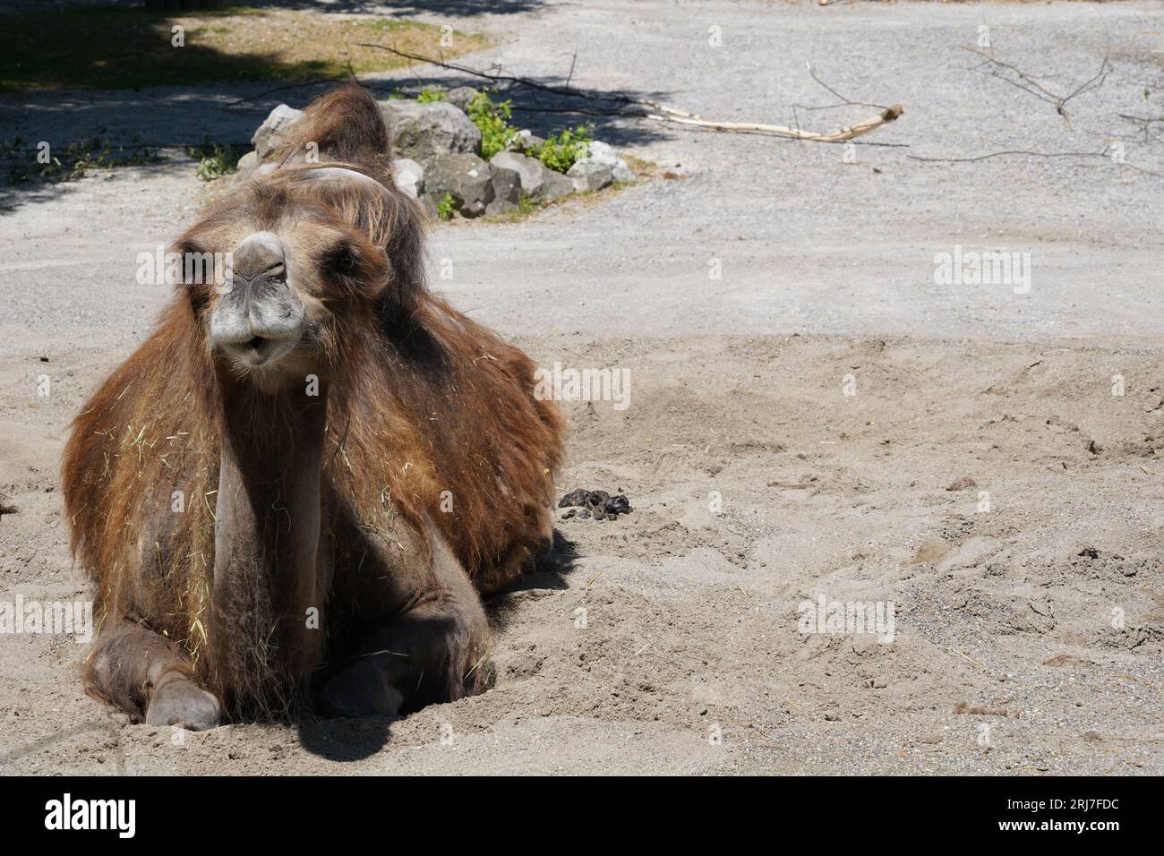 Das Bactrianische Kamel, auf lateinisch Camelus bactrianus genannt, ist auf dem Boden angesiedelt und schaut in die Kamera. Stockfoto
