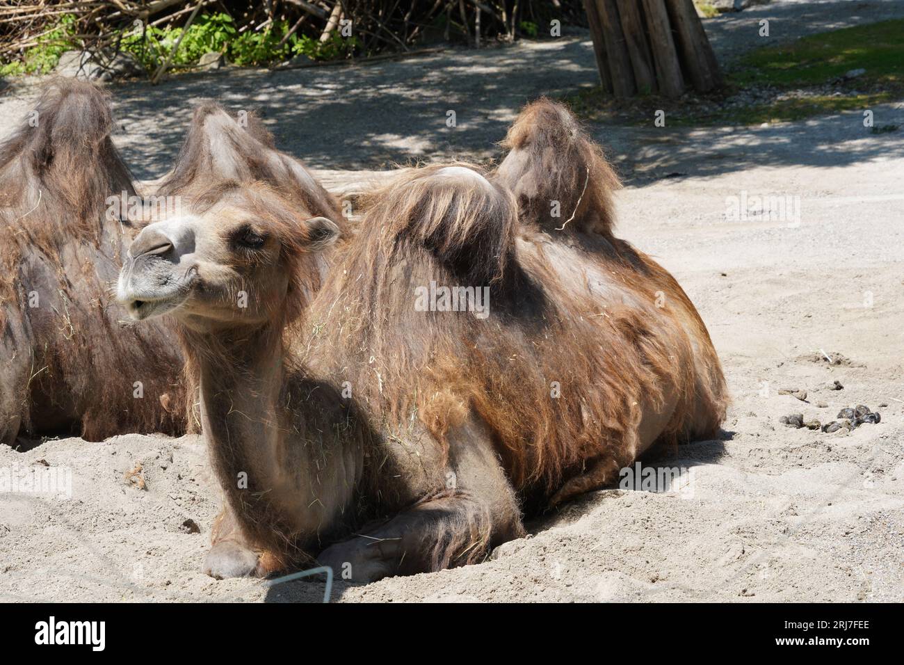 Zwei baktrische Kamele, im Lateinischen Camelus bactrianus genannt, sind auf dem Boden angesiedelt und werden in Seitenansicht gefangen. Stockfoto