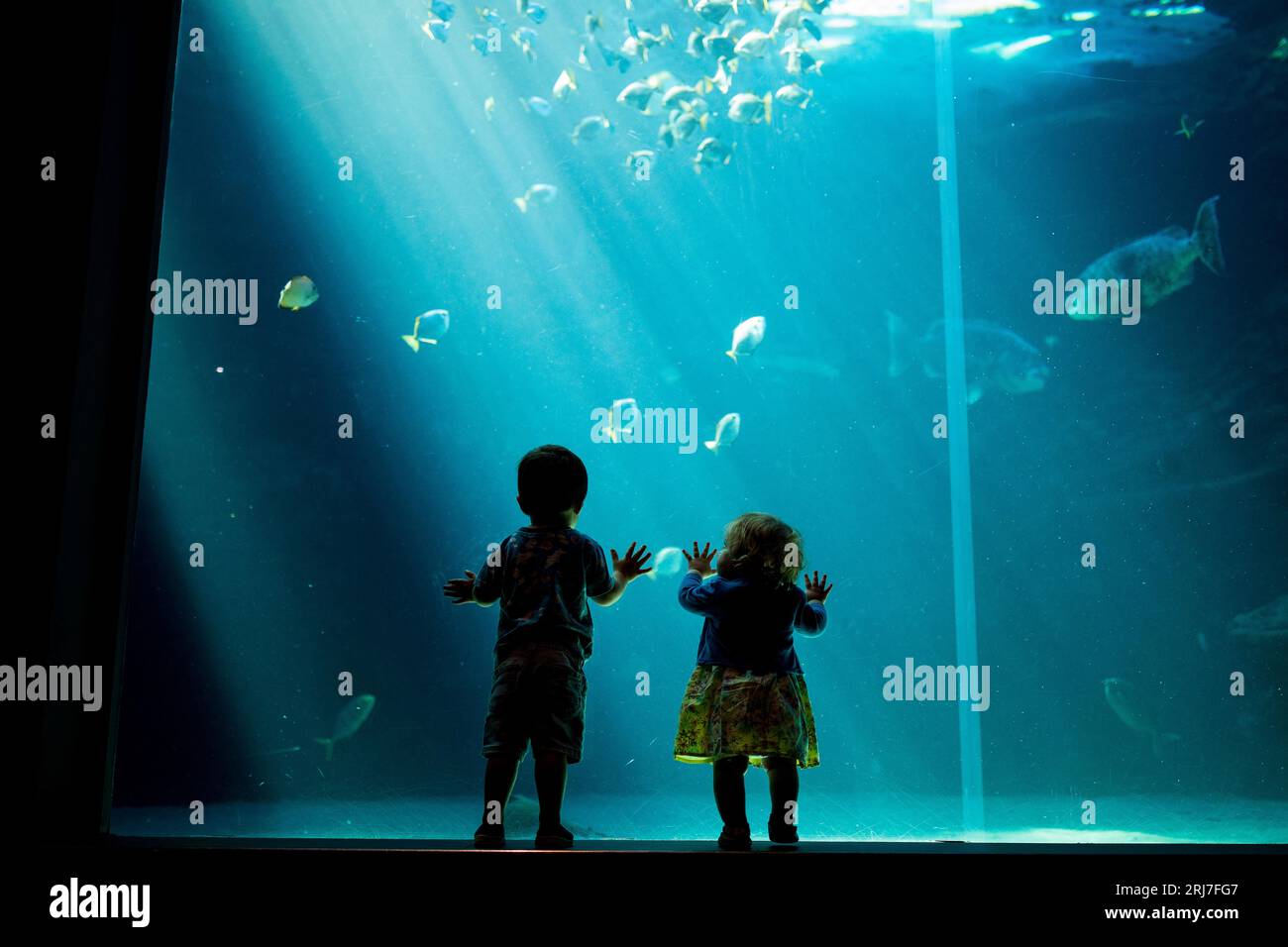 Silhouetten von Kindern im Cape Town Two Oceans Aquarium in Südafrika, mit Fischen, Haien und Schildkröten im Hintergrund, Meereslebewesen Stockfoto