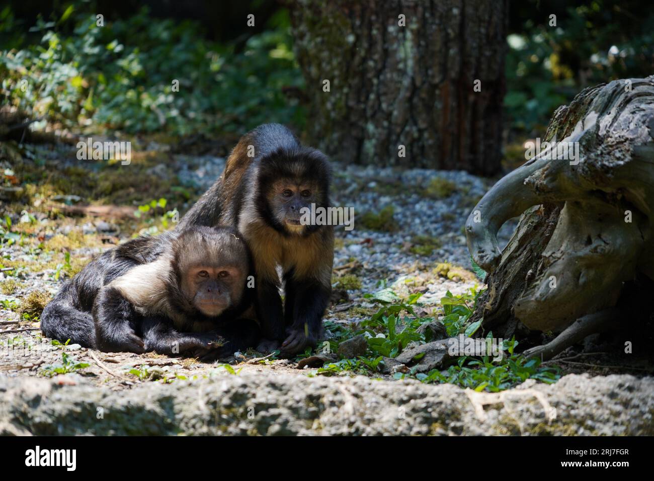 Zwei Goldbauchapuchinen, Affen, die im Lateinischen Sapajus xanthosternos oder cebus xanthosternos genannt werden. Stockfoto