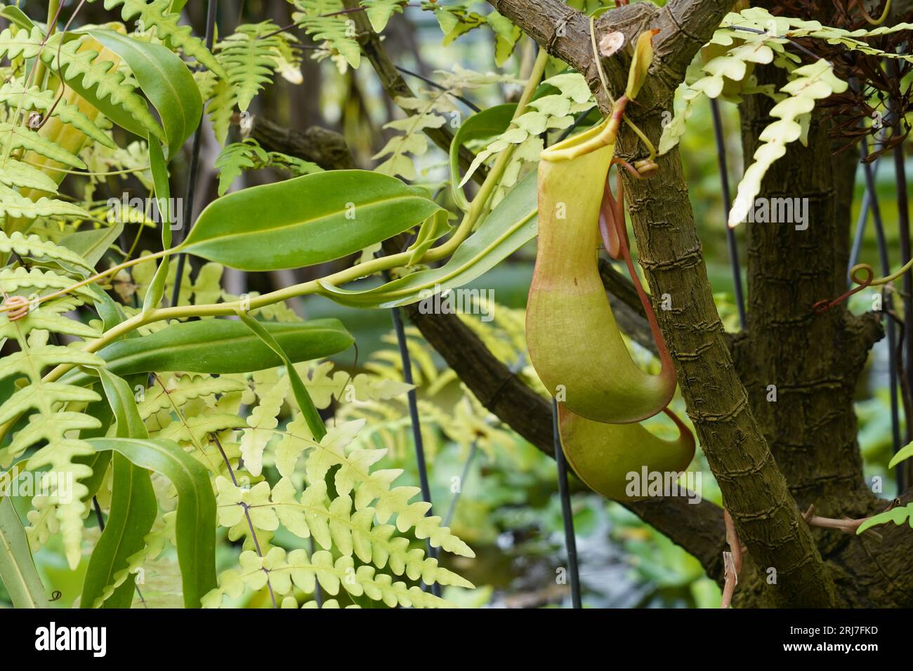 Nepenthes, fleischfressende Pflanze, auch tropische Krug-Pflanzen genannt, die in einem hängenden Topf in einem botanischen Garten angebaut werden. Stockfoto