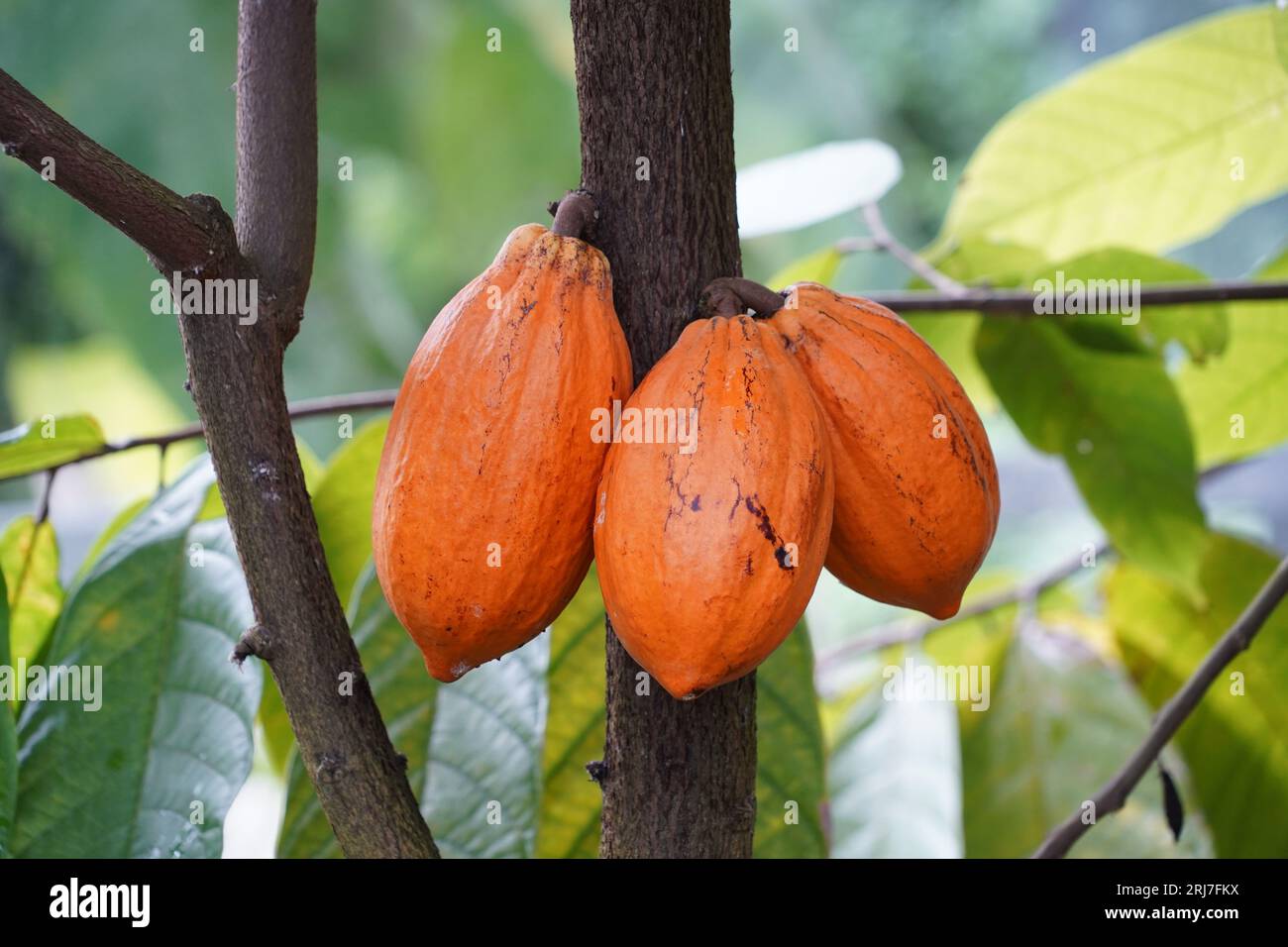 Kakaoschoten oder Kakaobaumfrüchte, im Lateinischen Theobroma-Kakao genannt, in natürlicher Verfassung gefangen. Stockfoto