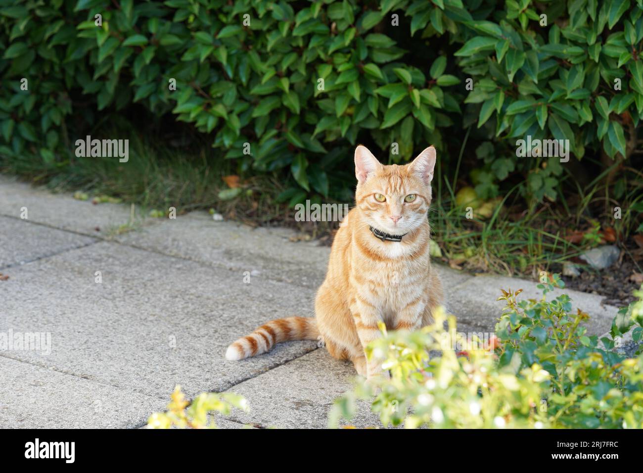 Ginger Katze mit Kragen sitzt auf einem Bürgersteig und schaut in die Kamera. Stockfoto