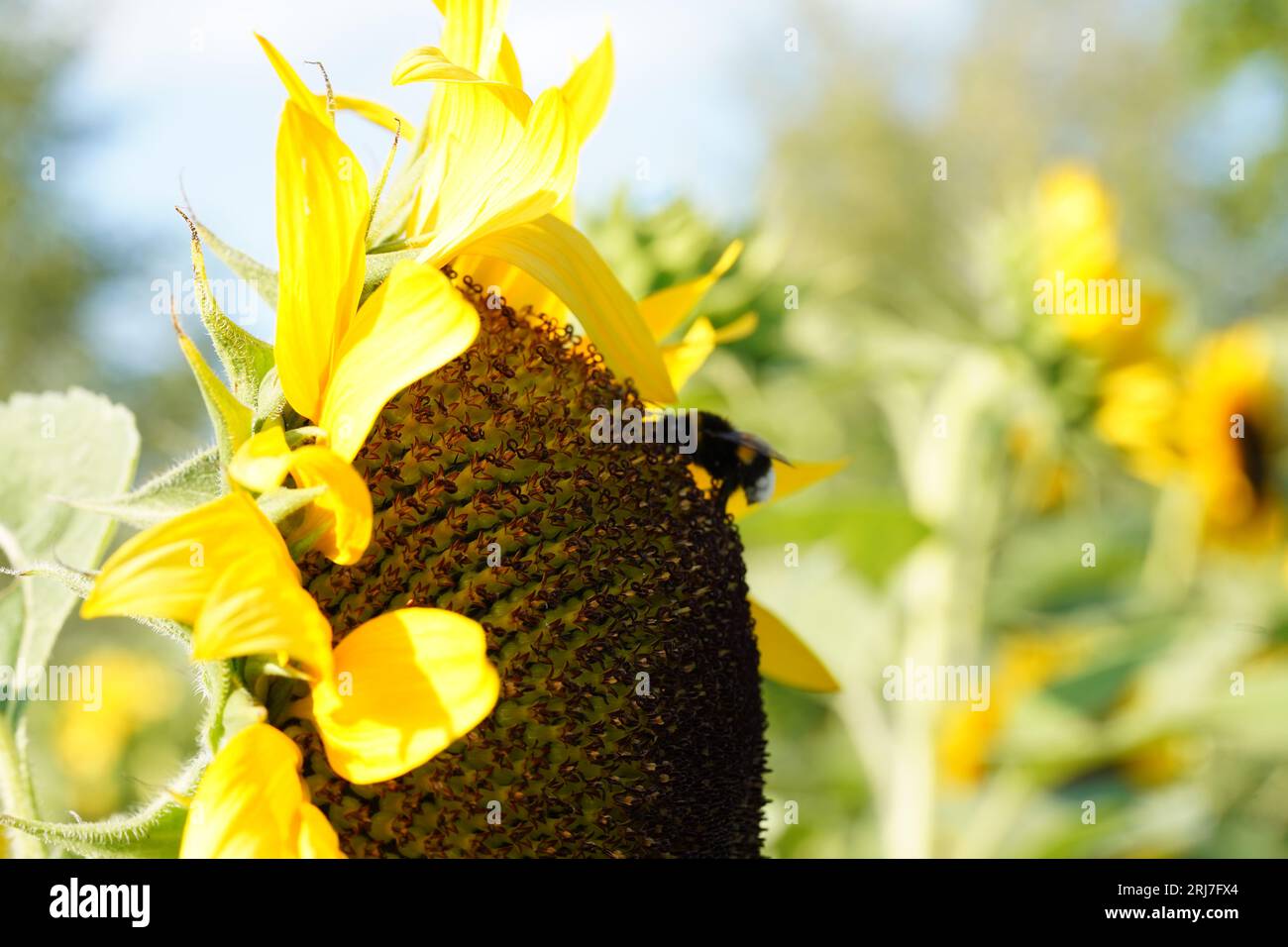 Blume einer Sonnenblumenkerne, jährlicher Zweig, in voller Blüte mit Hummel. Im Lateinischen heißt es Helianthus annuus. Stockfoto