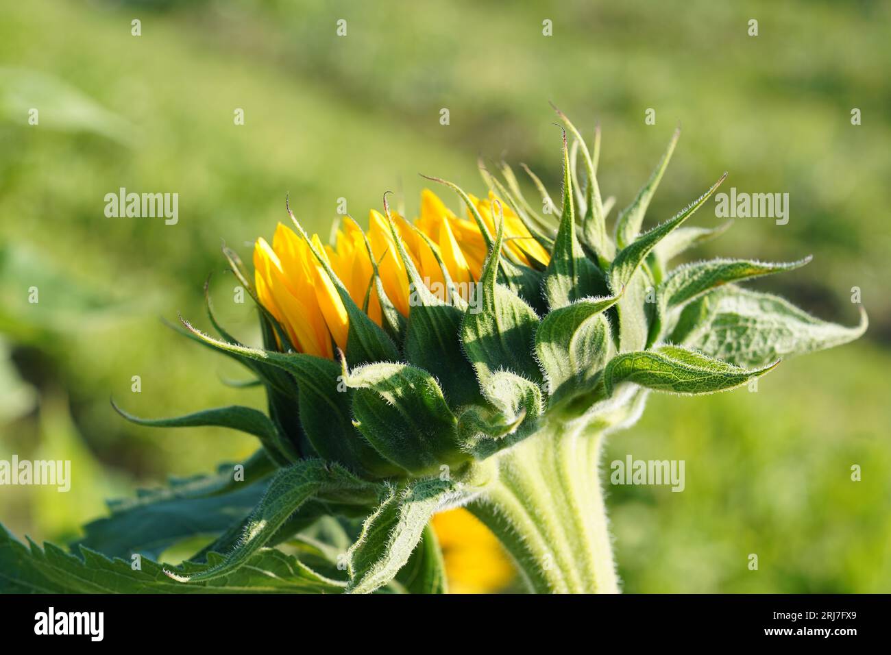 Blütenstand einer Sonnenblumenpflanze, Jahresforb, in Seitenansicht. Im Lateinischen heißt es Helianthus annuus. Stockfoto