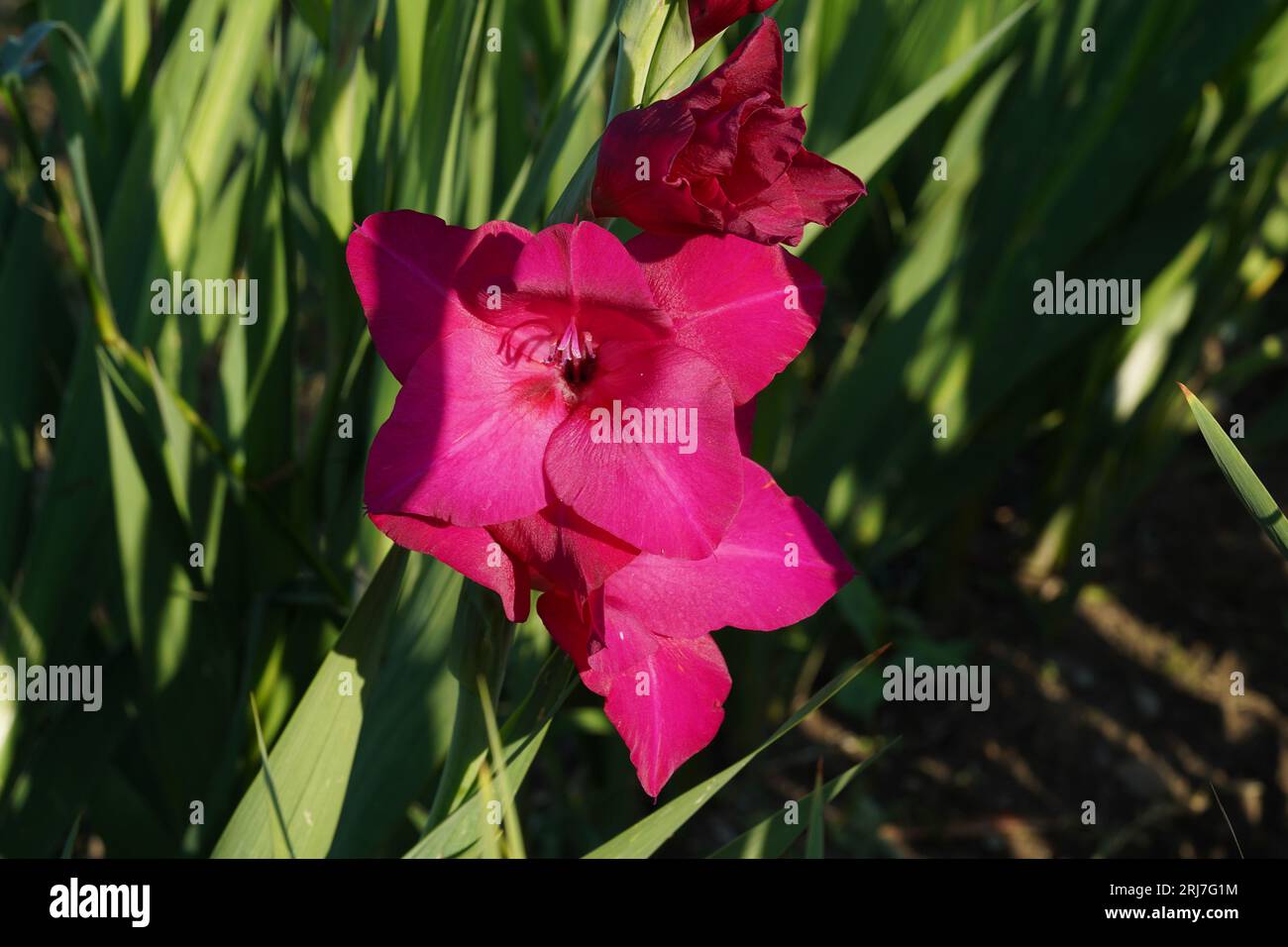 Gladiolus-Hybridblüten in fuchsiafarbener Farbe, die in natürlichem Zustand auf einem Feld wachsen. Stockfoto
