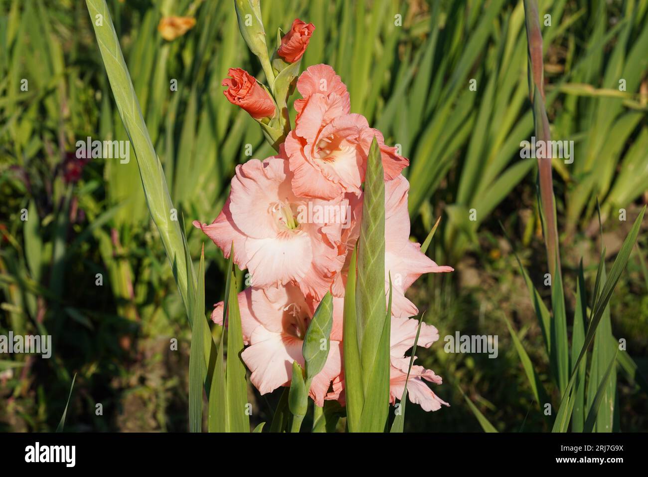 Rosafarbene Gladiolen-Hybridblüten, die in natürlichem Zustand auf einem Feld wachsen. Stockfoto