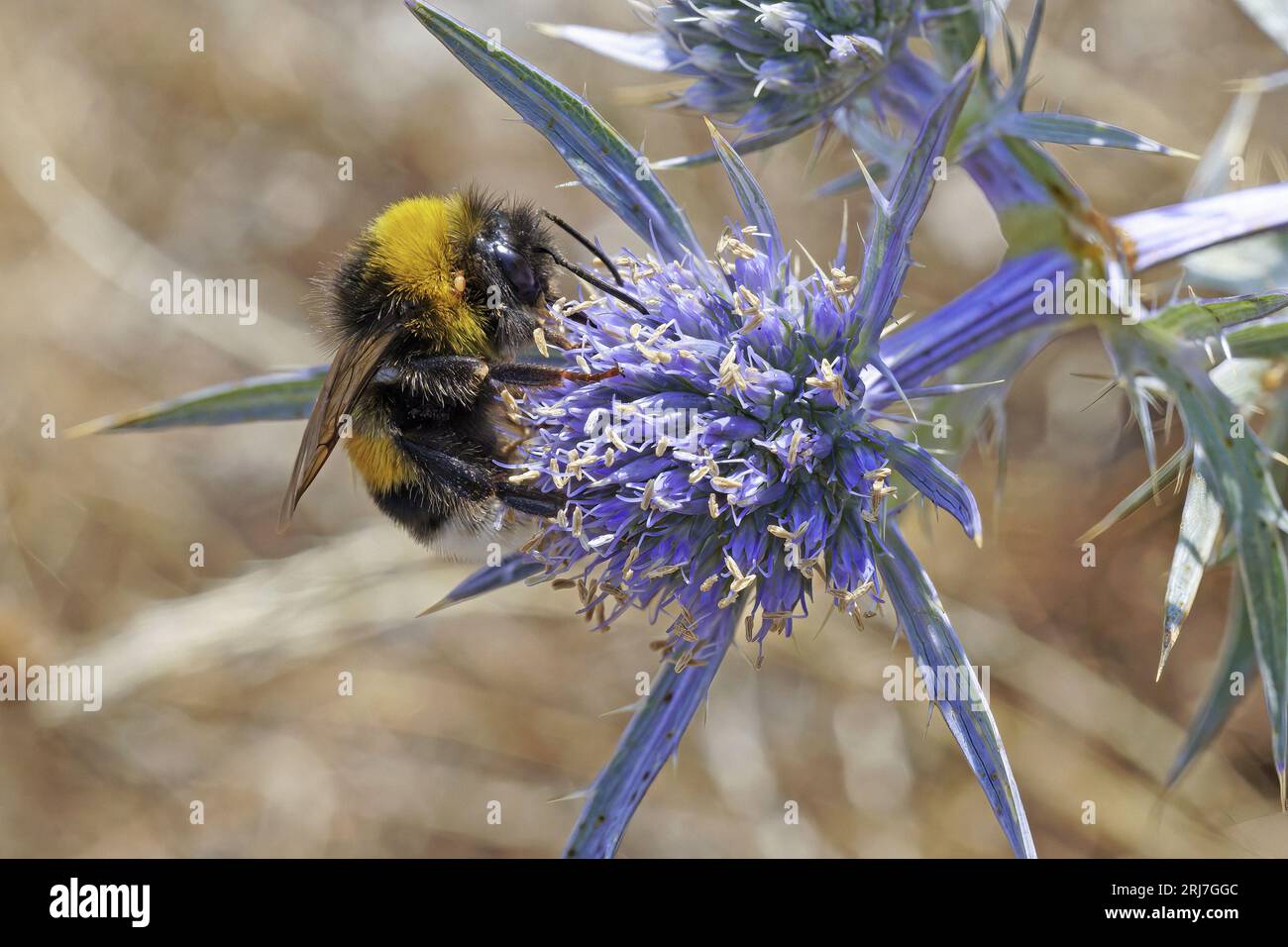 Große Erdummel ernährt sich von einer Blume aus Amethyst eryngo; Bombus terrestris; Apidae; Eryngium amethystinum, Apiceae Stockfoto