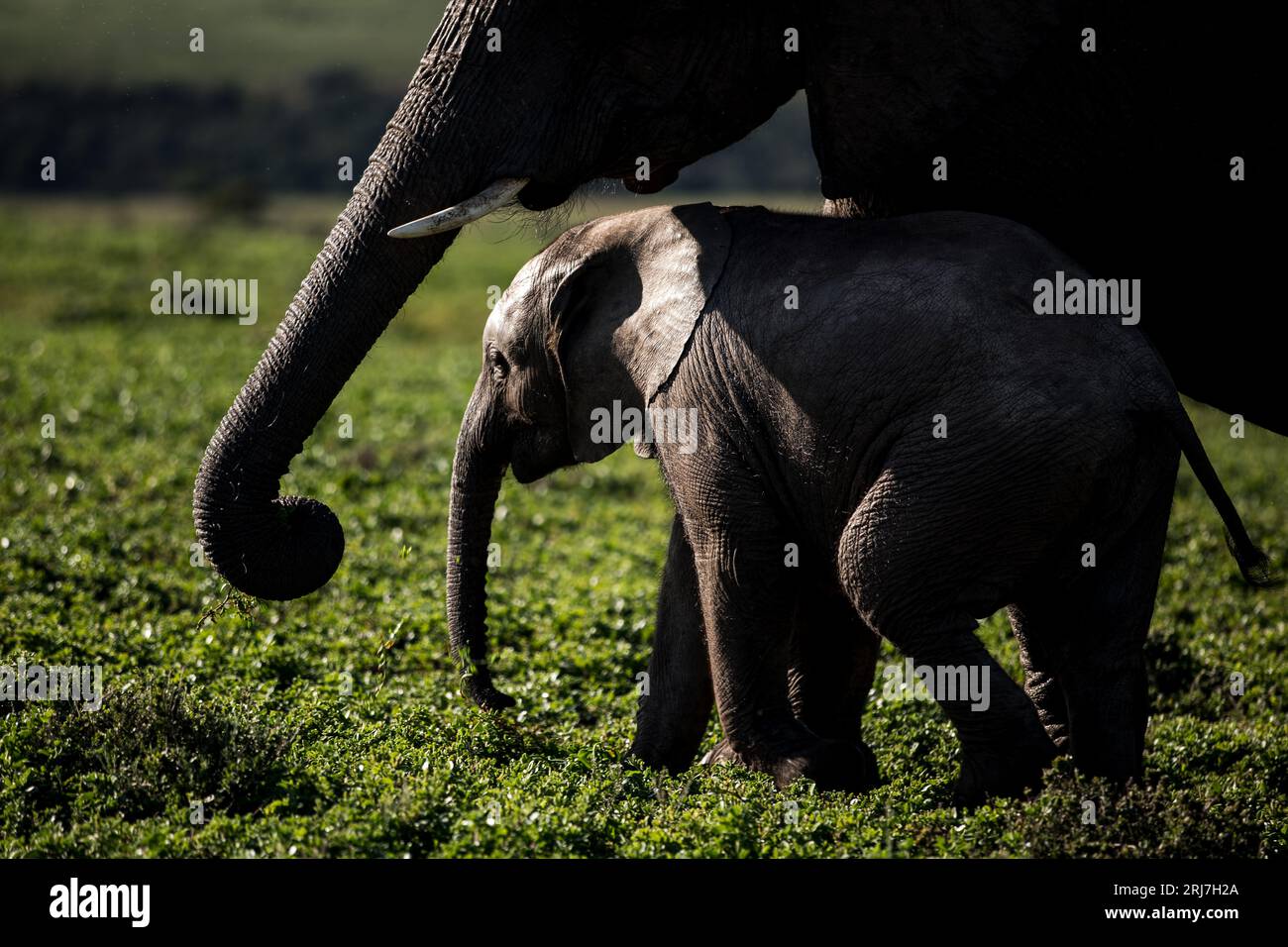 Elefanten Streifen durch den Addo Elephant Park im östlichen kap Südafrika Natur Ökotourismus Industrie Gastfreundschaft Reisen Stockfoto