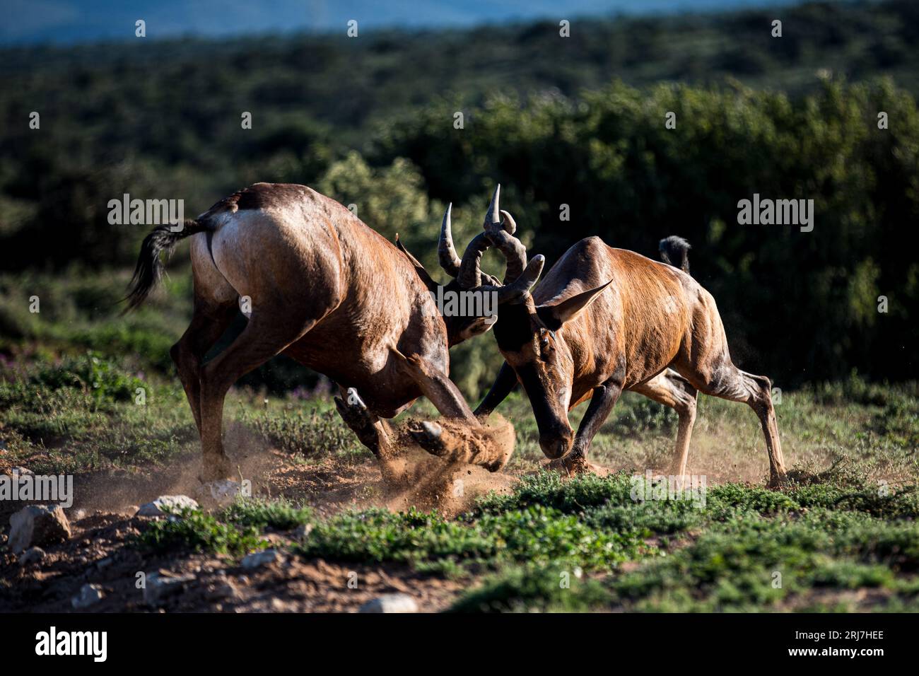 Zwei männliche Widder Cape Hartebeest oder CAAMA, kämpfen gegen den Addo Elephant Park in ostkap Südafrika Wildtier Ökotourismus Safari Stockfoto
