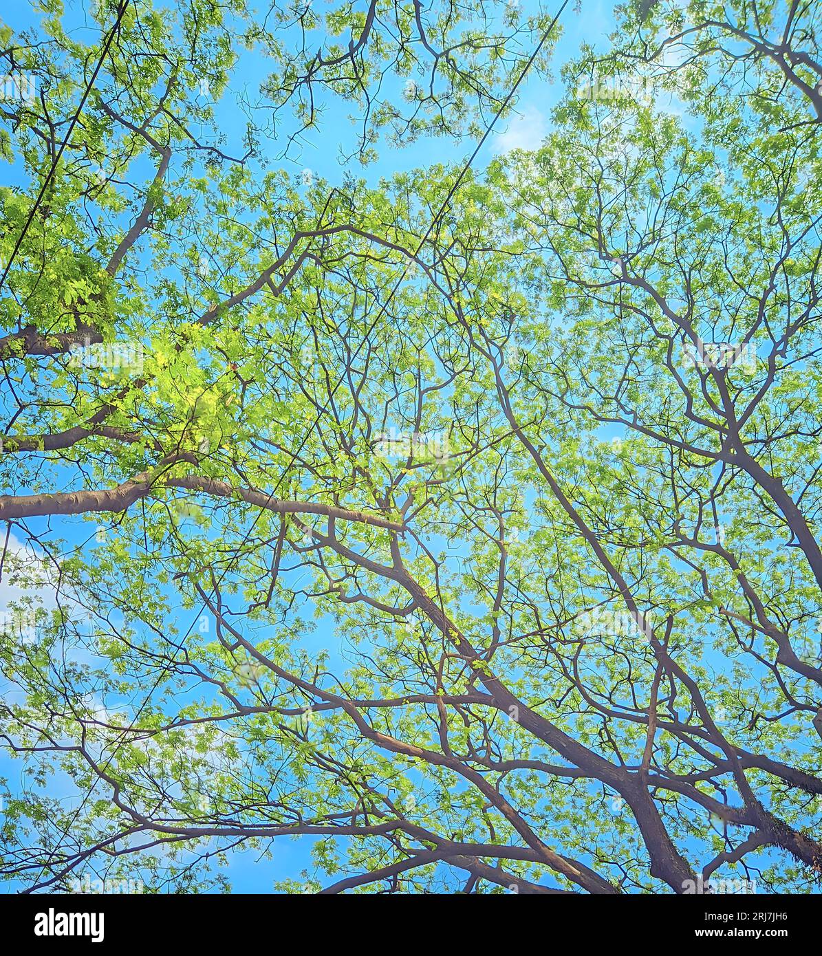Grüner Baum hinterlässt ein Blätterdach mit Wolken und blauem Himmel. Stockfoto
