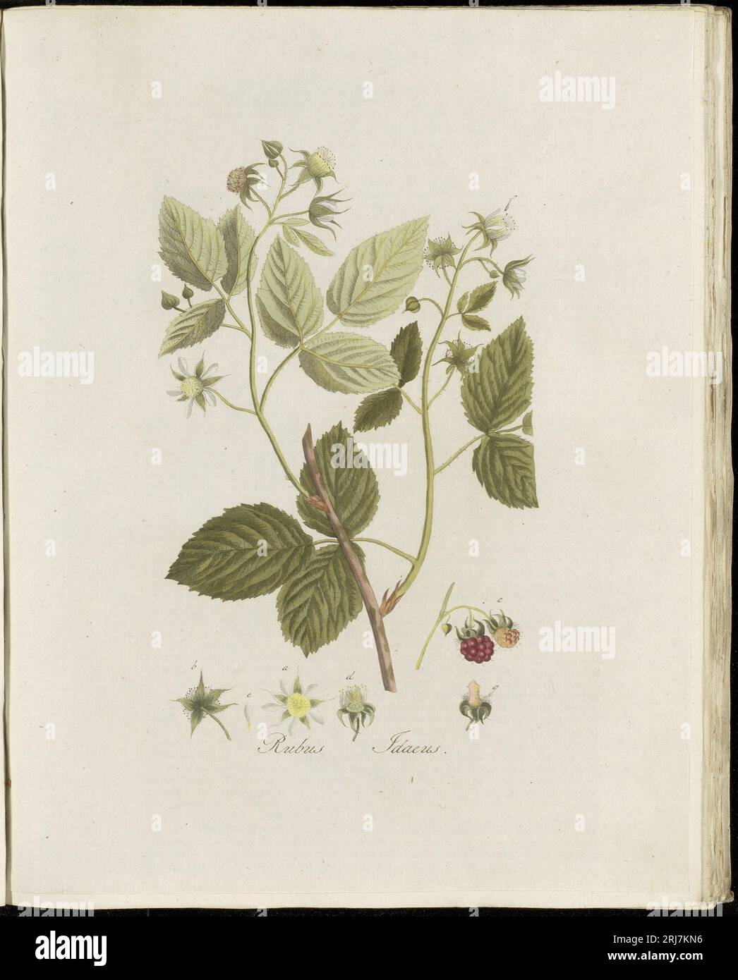 Platte 0105, Flora Batava (KB), Band 2 von Georgius Jacobus Johannes van OS Stockfoto