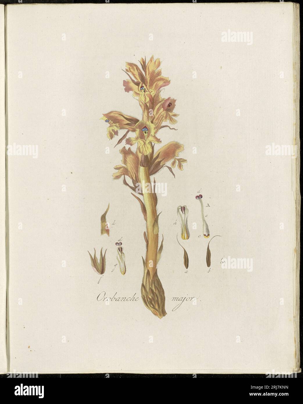 Platte 0115, Flora Batava (KB), Band 2 von Georgius Jacobus Johannes van OS Stockfoto