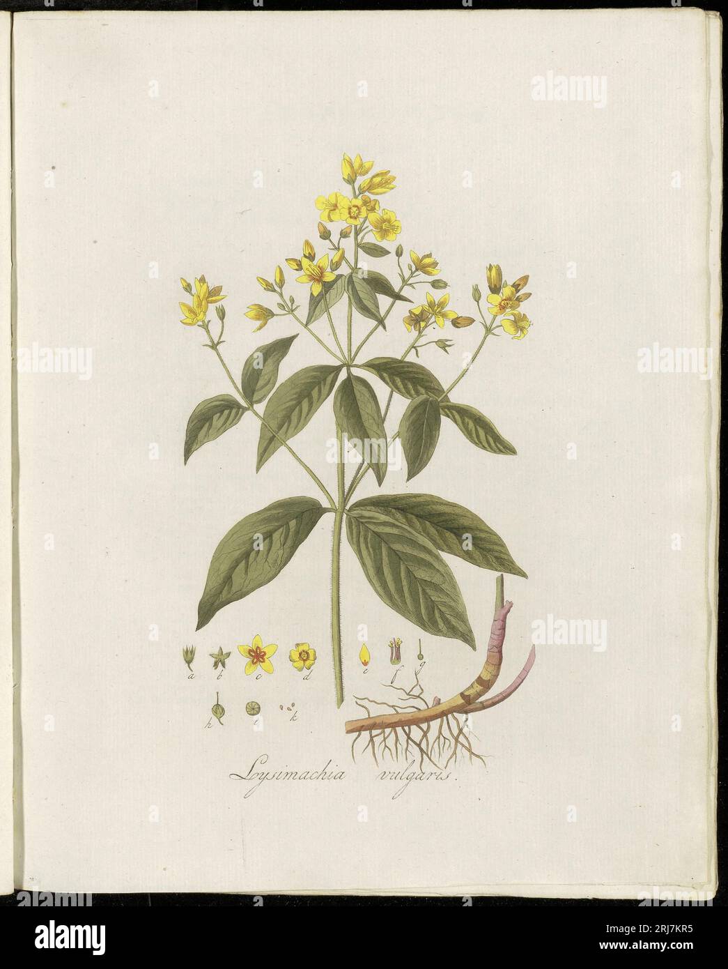 Platte 0122, Flora Batava (KB), Band 2 von Georgius Jacobus Johannes van OS Stockfoto