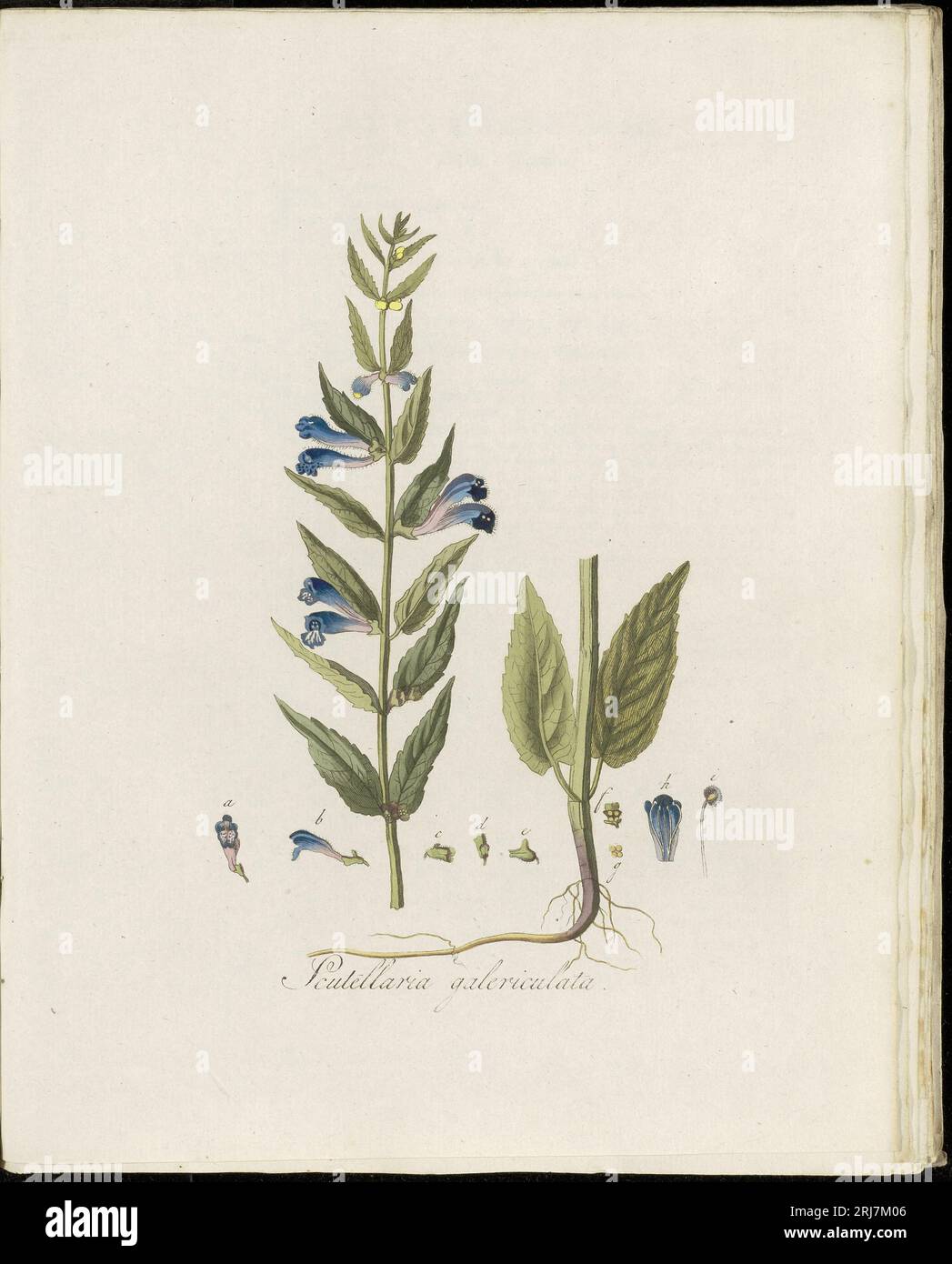 Platte 0136, Flora Batava (KB), Band 2 von Georgius Jacobus Johannes van OS Stockfoto