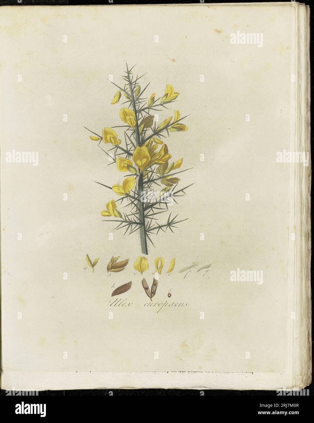 Platte 0148, Flora Batava (KB), Band 2 von Georgius Jacobus Johannes van OS Stockfoto