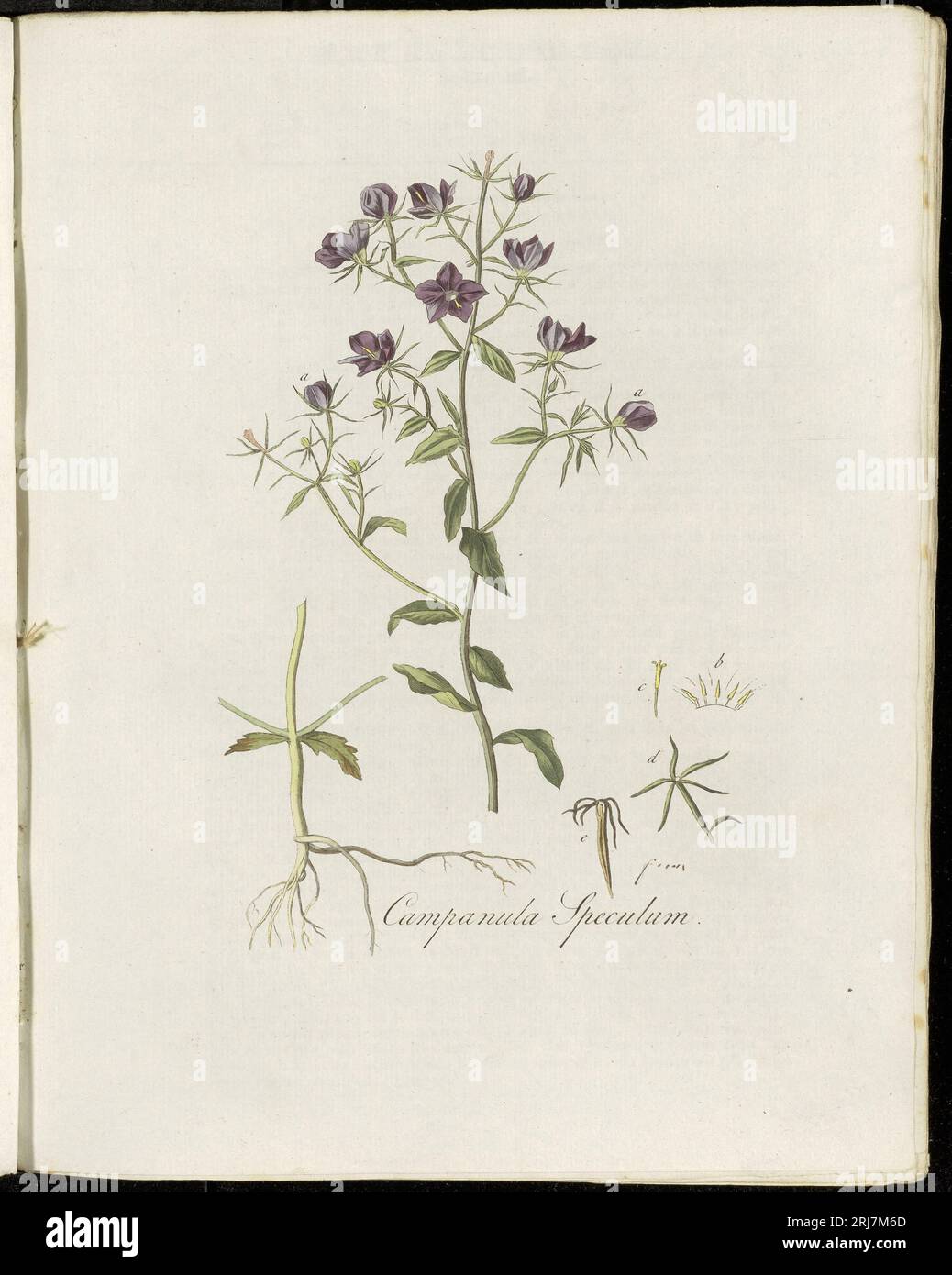 Platte 0207, Flora Batava (KB), Band 3 von Georgius Jacobus Johannes van OS Stockfoto