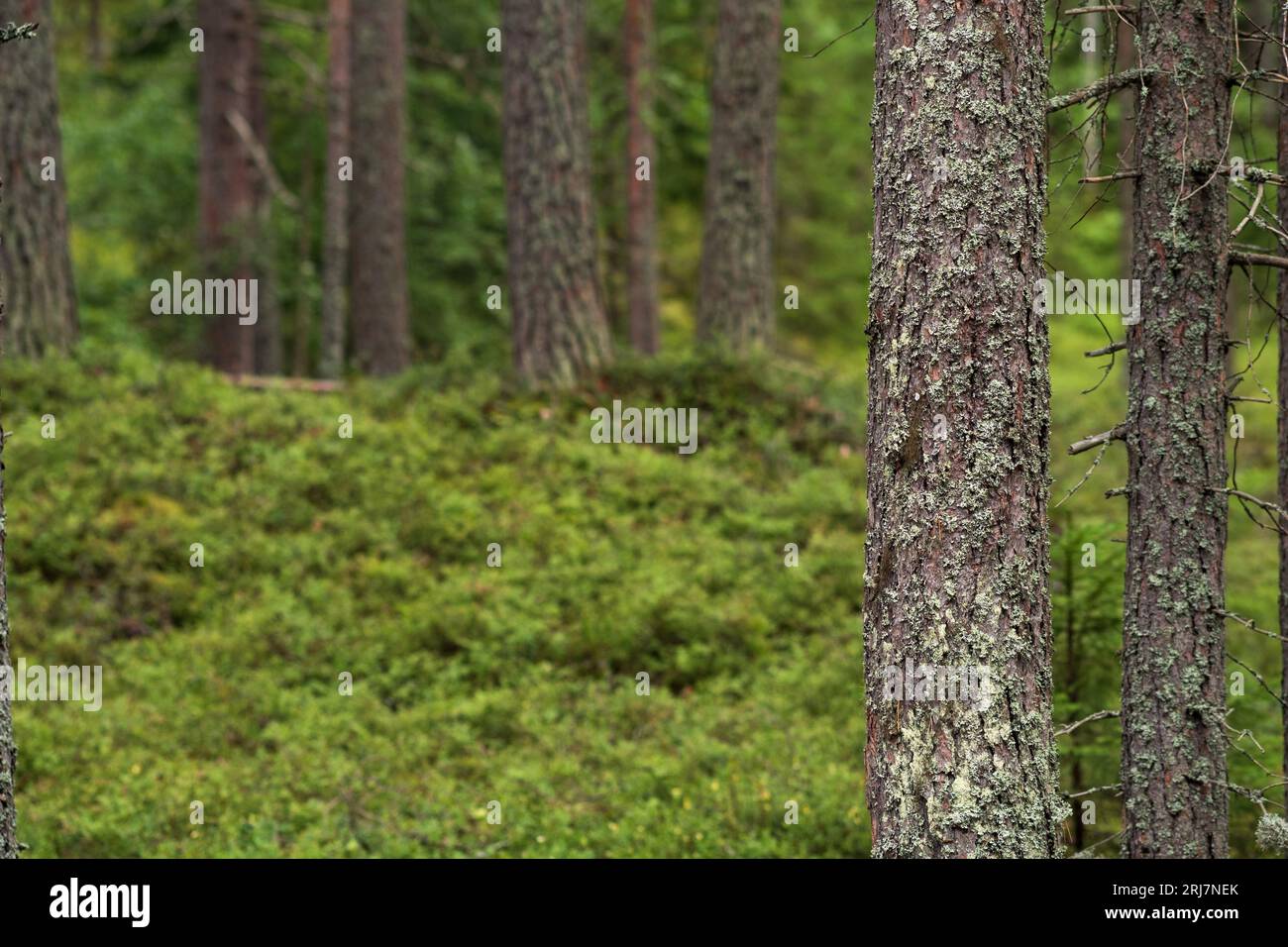 Natürliche Landschaft, Kiefernstämme auf einem hügeligen Hintergrund aus borealem Wald mit Moosunterholz, Taiga aus Nadelholz, Stockfoto