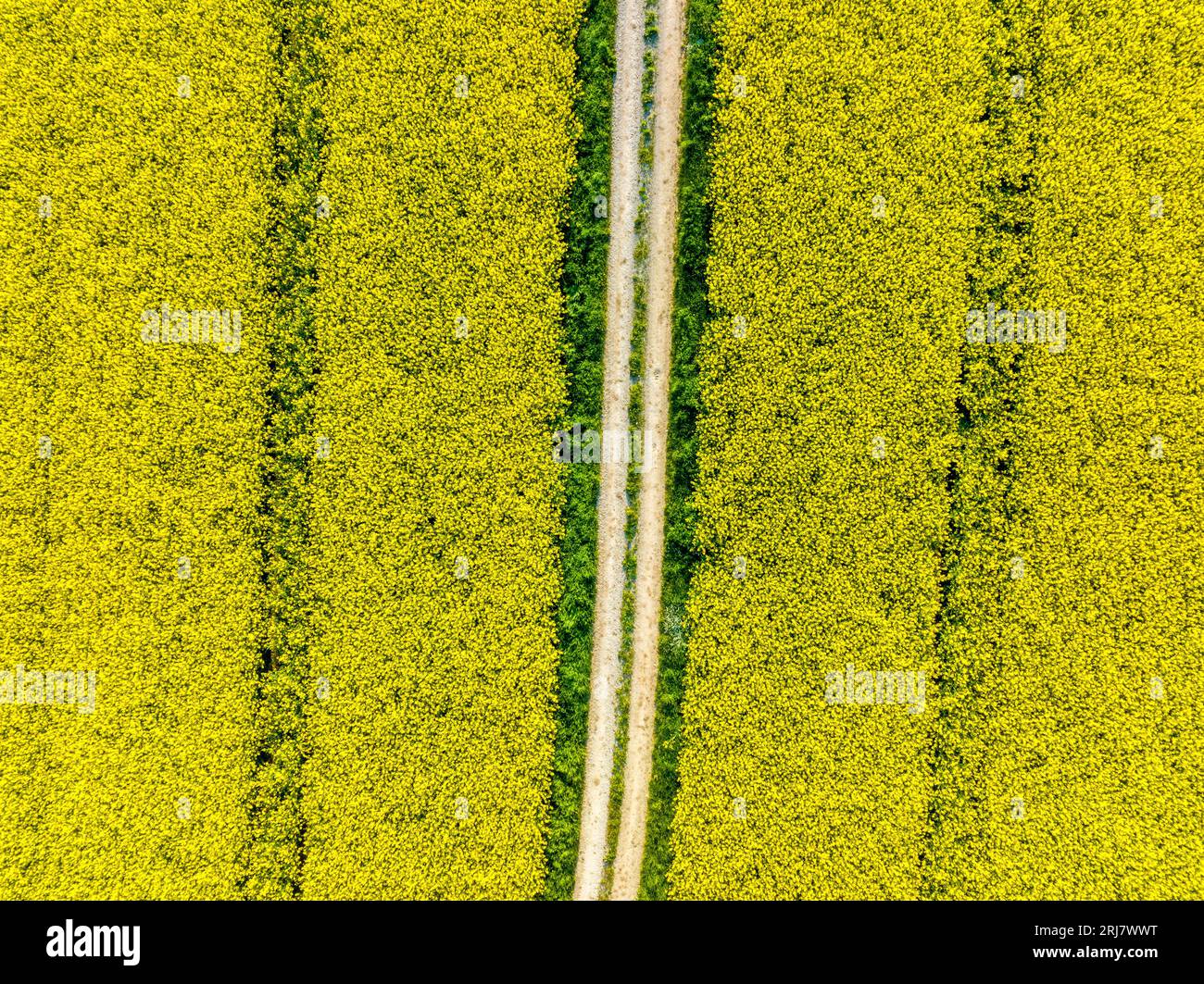 Drohnenaufnahme von Rapsfeldern auf blühenden und unbefestigten Straßen in Franken Stockfoto
