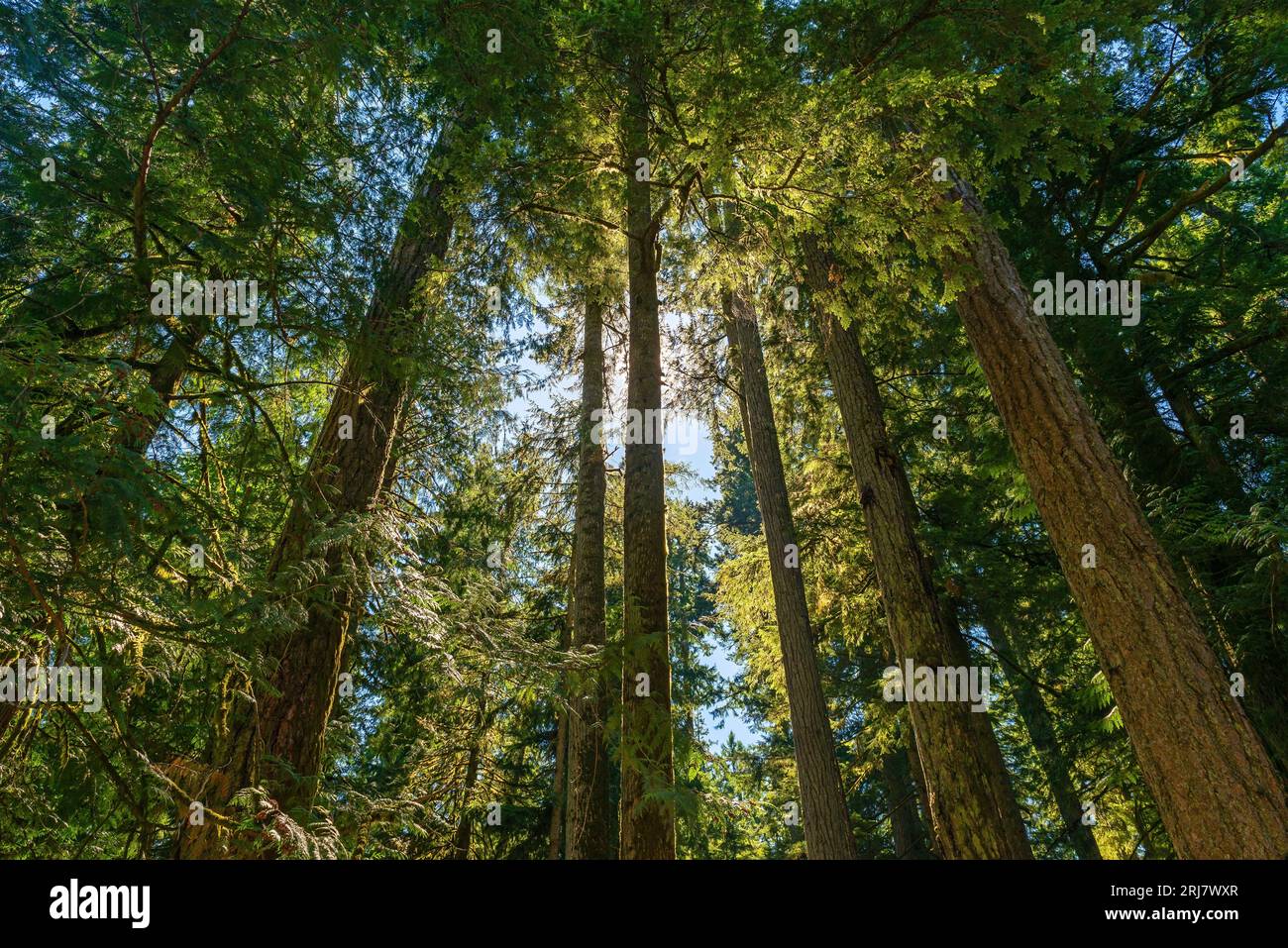 Douglasie und westliche rote Zedernbäume Urwald, Macmillan Provincial Park, Cathedral Grove, Vancouver Island, British Columbia, Kanada. Stockfoto