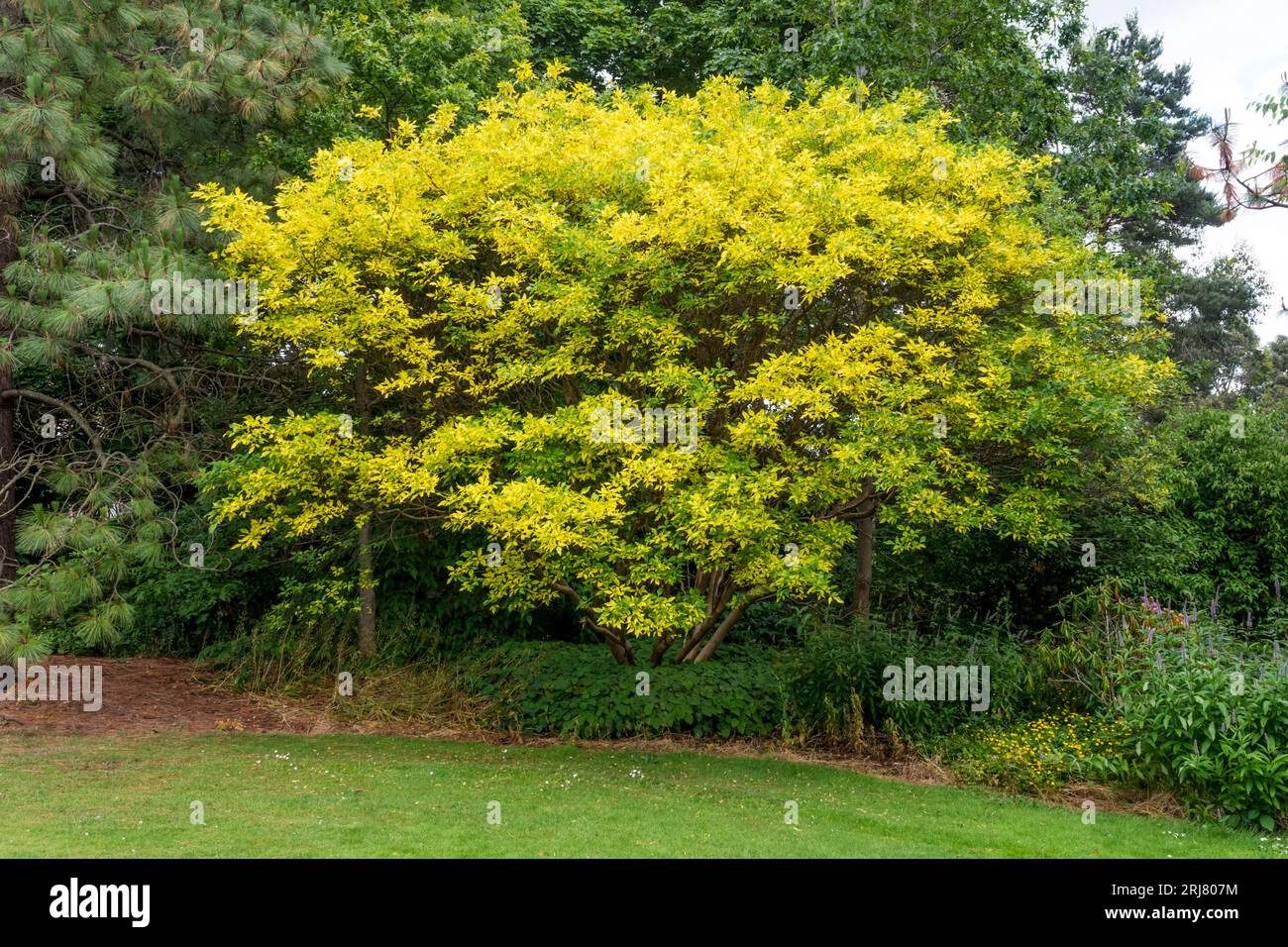 Hopfenbaum, Ptelea trifoliata. Stockfoto