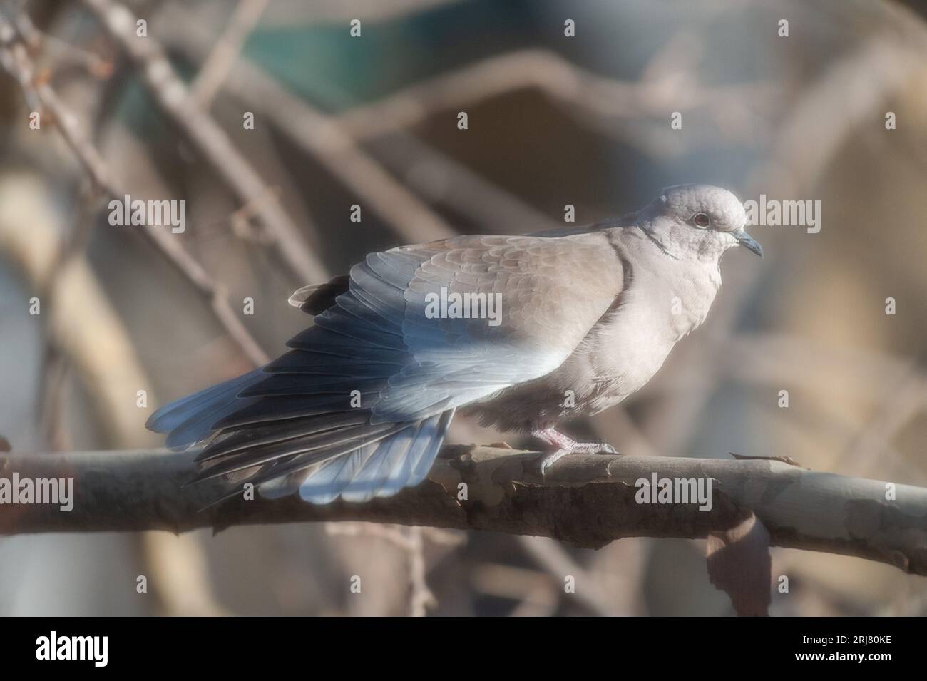 Die Eurasische Taube (Streptopelia decaocto) ist eine in Europa und Asien beheimatete Taubenart; Stockfoto