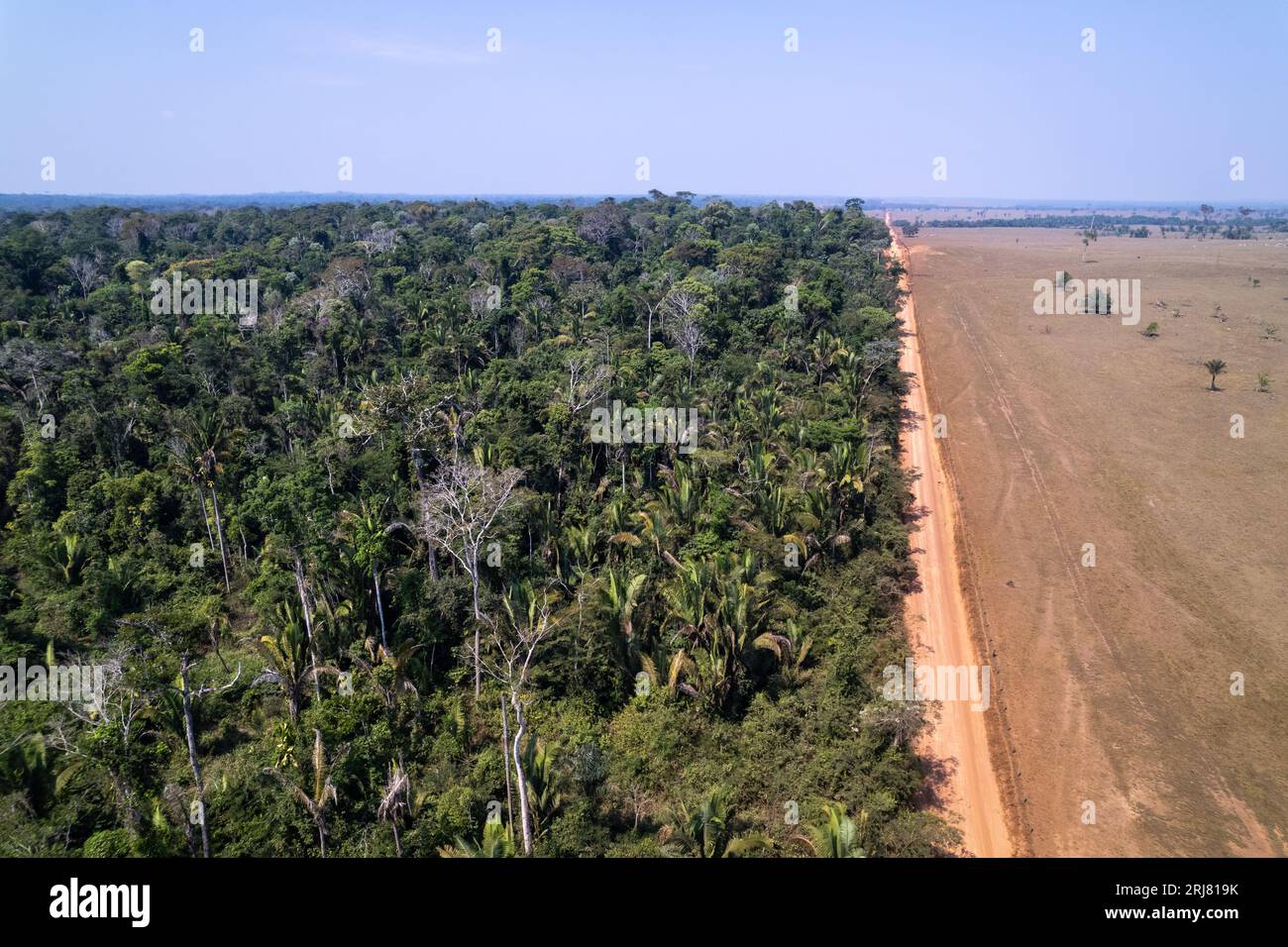 Vogelperspektive auf wunderschöne Amazonas-Regenwaldbäume und Entwaldung, um Land für Rinder in Viehzucht zu öffnen. Amazonas, Brasilien. Umgebung. Stockfoto