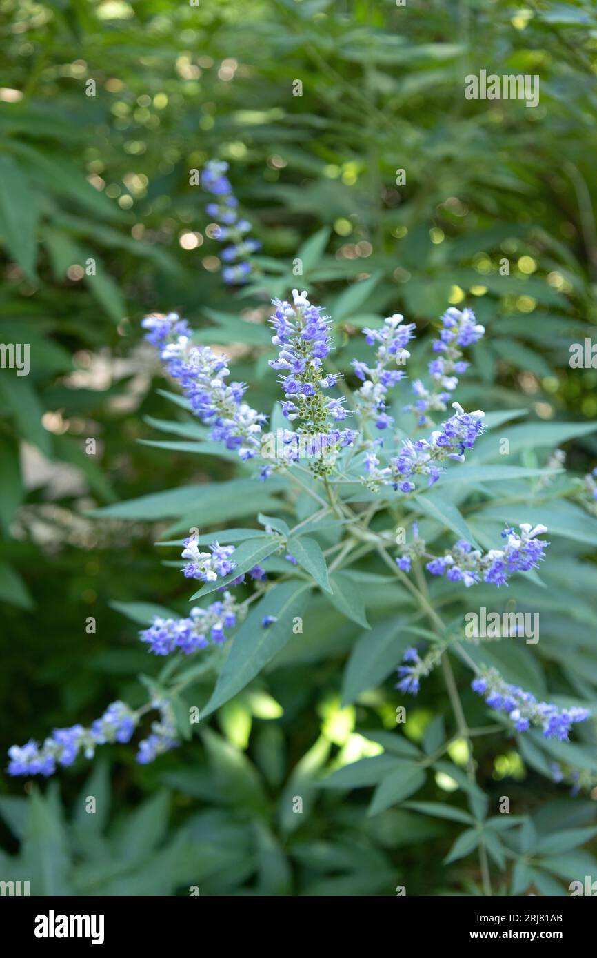 Vitex agnus-castus - keuscher Baum, blühend. Stockfoto