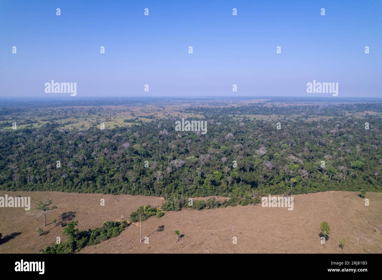 Vogelperspektive auf wunderschöne Amazonas-Regenwaldbäume und Entwaldung, um Land für Rinder in Viehzucht zu öffnen. Amazonas, Brasilien. Umgebung. Stockfoto