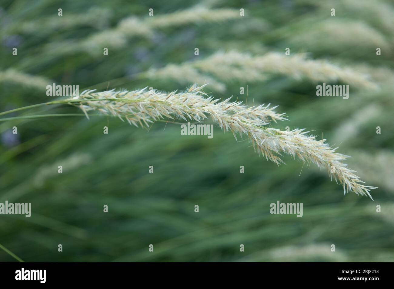 Achnatherum calamagrostis - Silberdorngras Stockfoto