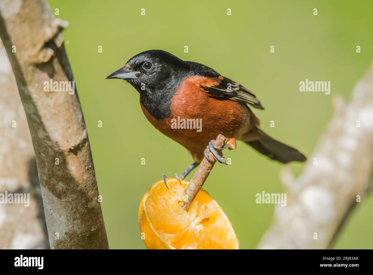 Ein männlicher Obstgarten oriole in einer Vogelfütterungsstation auf der Südpadre Island, texas, usa Stockfoto