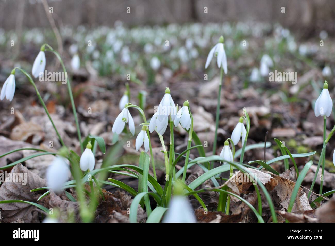 Im Wald in freier Wildbahn blühen Schneeglöckchen im Frühling (Galanthus nivalis). Stockfoto