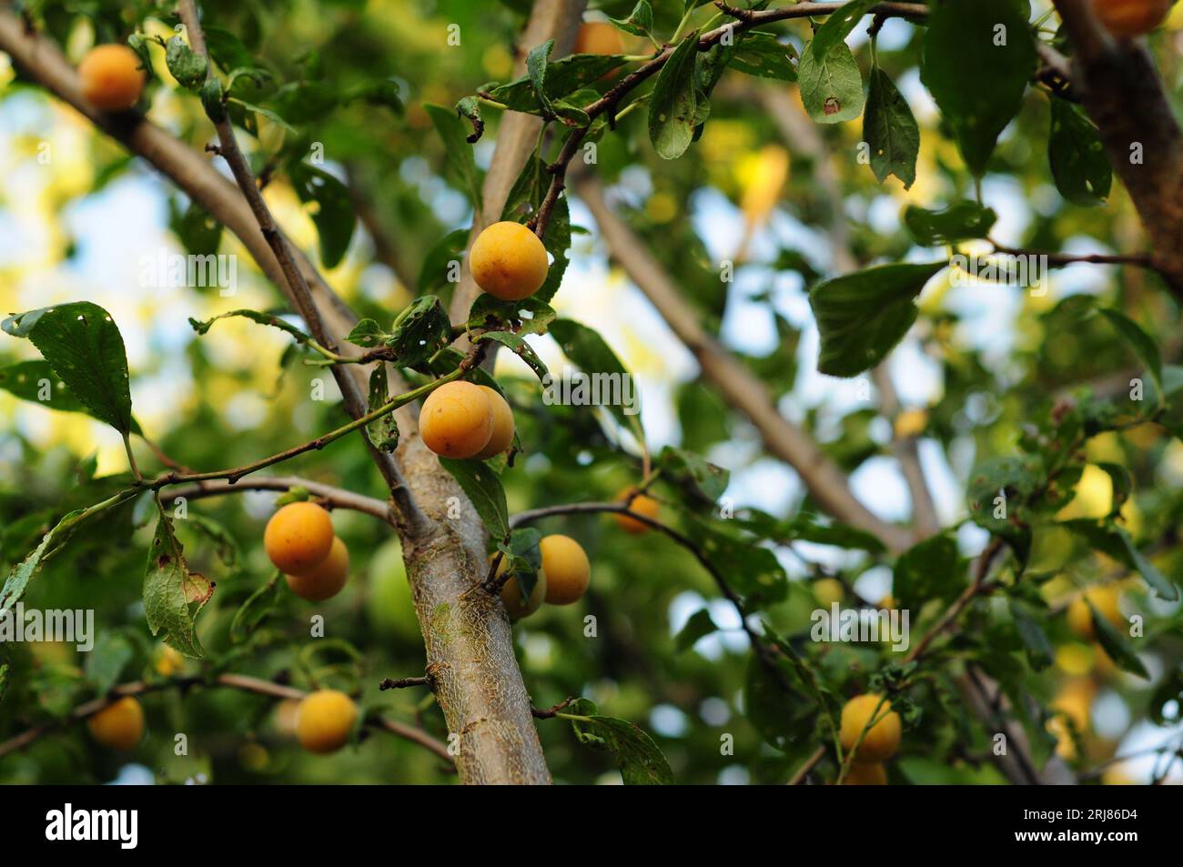 Mirabellenpflaumen Reifen auf einem kleinen Gartenbaum Stockfoto