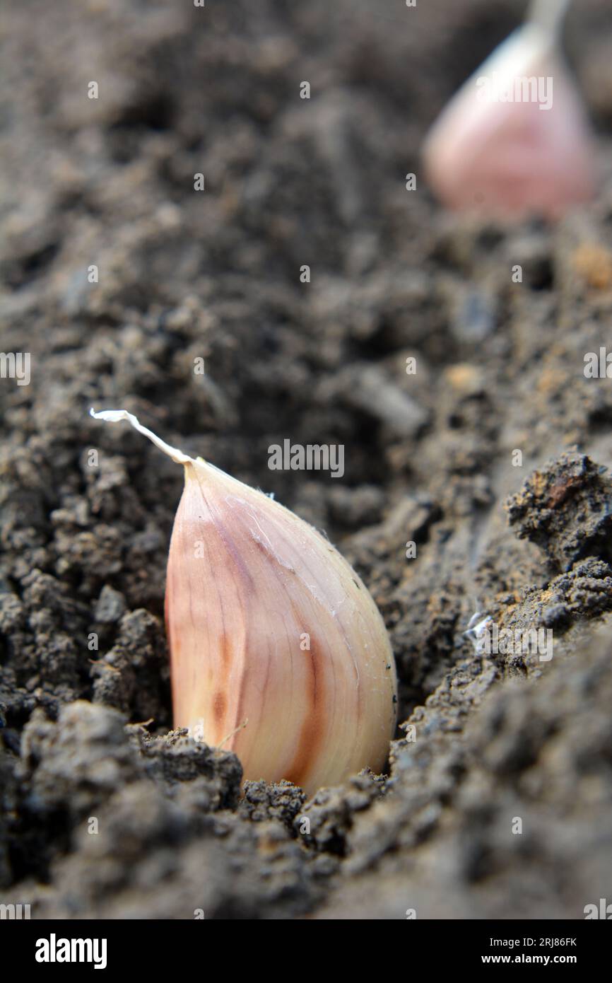 Eine Knoblauchzehe liegt vor dem Umwickeln in einer Reihe im Boden Stockfoto