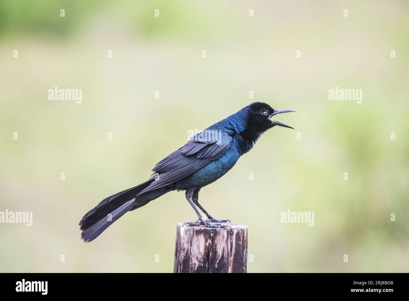 Ein knorriges Männchen singt von einem Pfosten im anahuac National Wildlife Refuge, Texas, USA Stockfoto