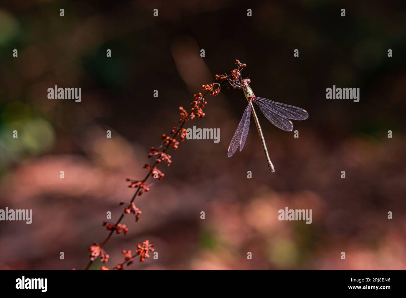 Eine kleine Waldlibelle sitzt auf einem Zweig einer Pflanze in der Sonne, wie aus Metall. Nahaufnahme einer Waldlibelle. Die Natur Deutschlands, die Stockfoto