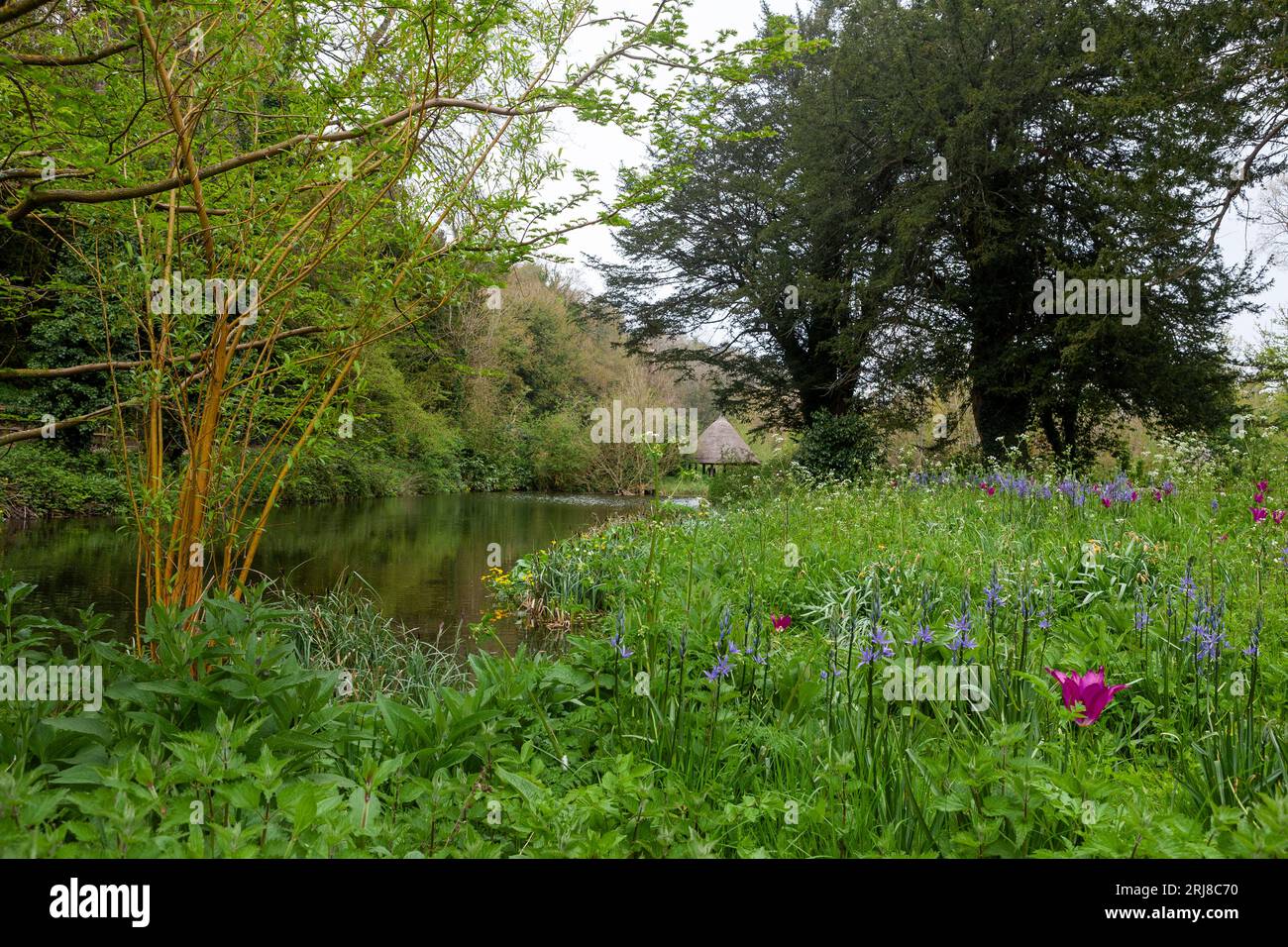 Mittelalterlicher 'Stew Pond', oder Fischteich, jetzt als Wassergarten rekonstituiert, Arundel Castle Grounds, Arundel, West Sussex, England, Großbritannien Stockfoto