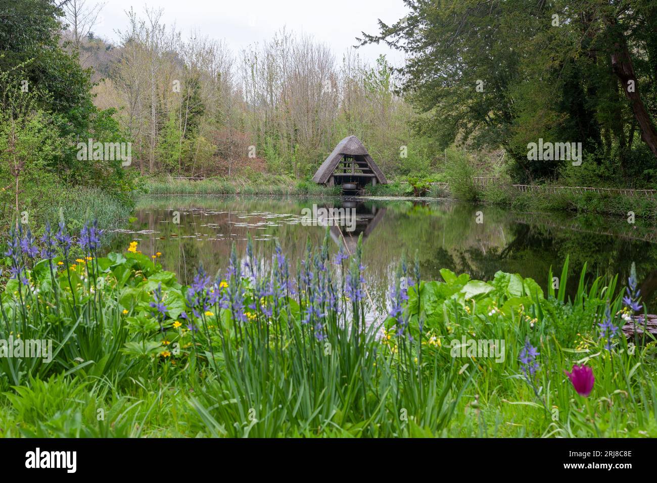 Mittelalterlicher 'Stew Pond', oder Fischteich, jetzt als Wassergarten rekonstituiert, Arundel Castle Grounds, Arundel, West Sussex, England, Großbritannien Stockfoto
